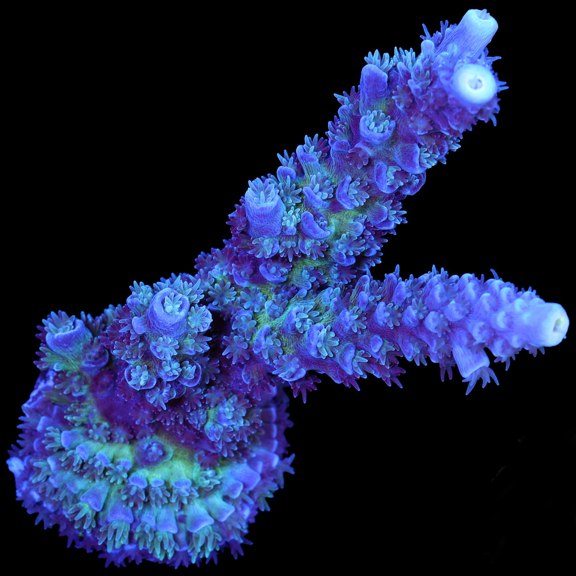 Super Fuzz Tenuis Acropora Coral