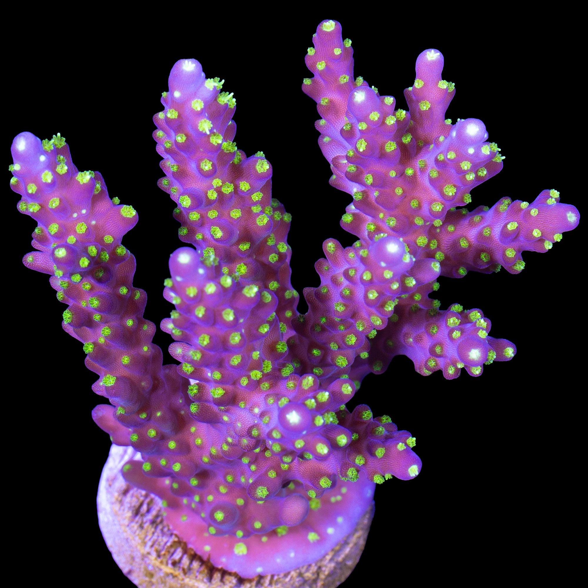 Tricolor Acropora Coral - Mini Colony