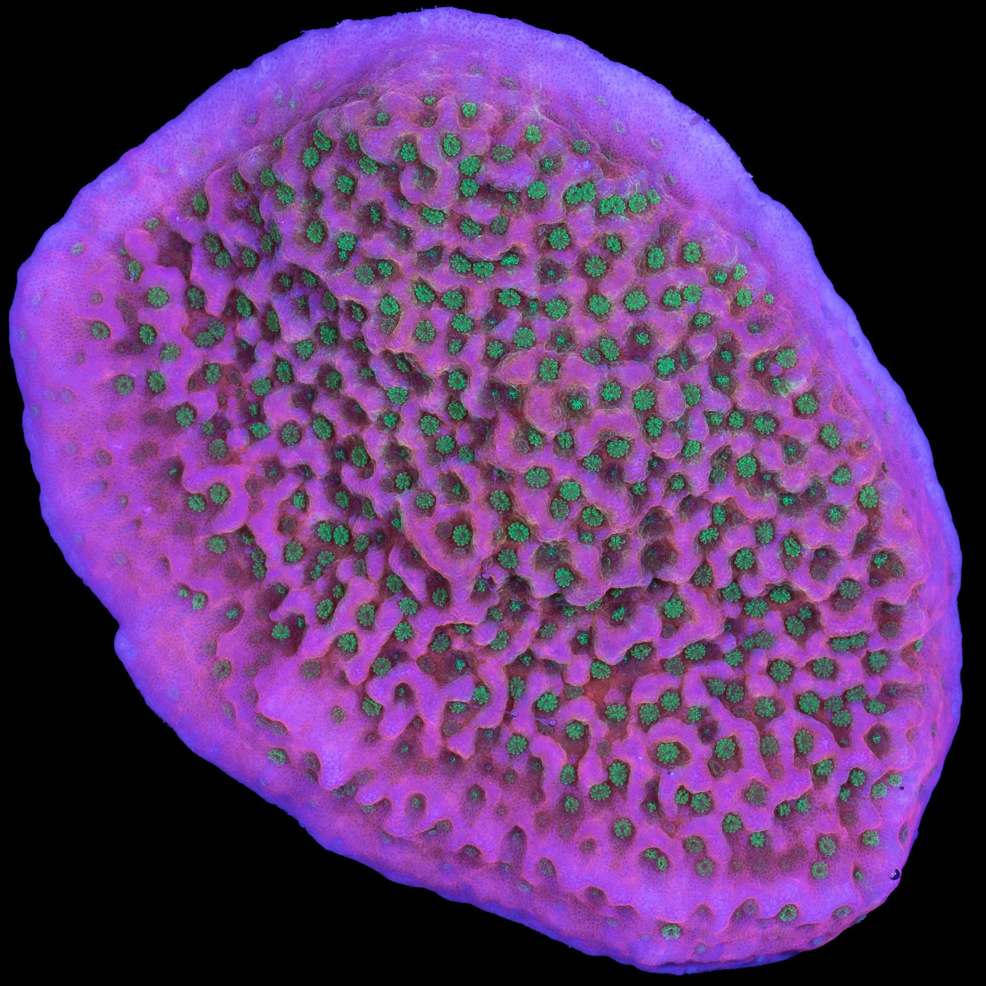 Tropic Thunder Montipora Coral - Lg Frag