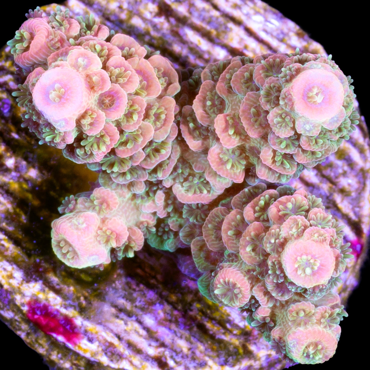 Tangerine Millepora Coral