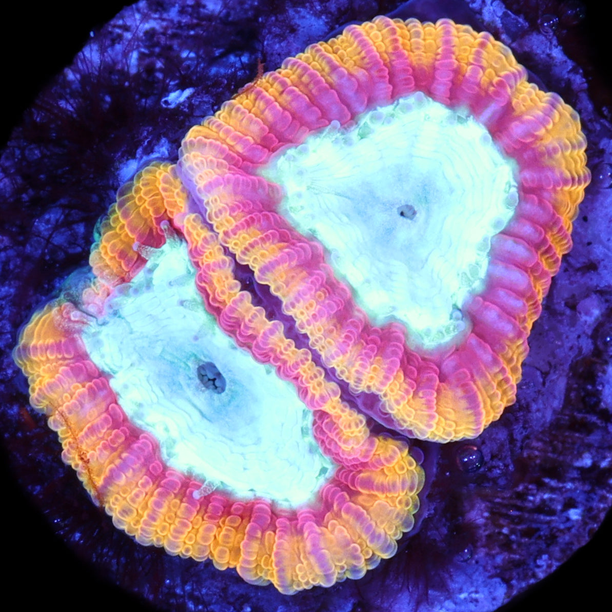 Supergirl Favia Coral