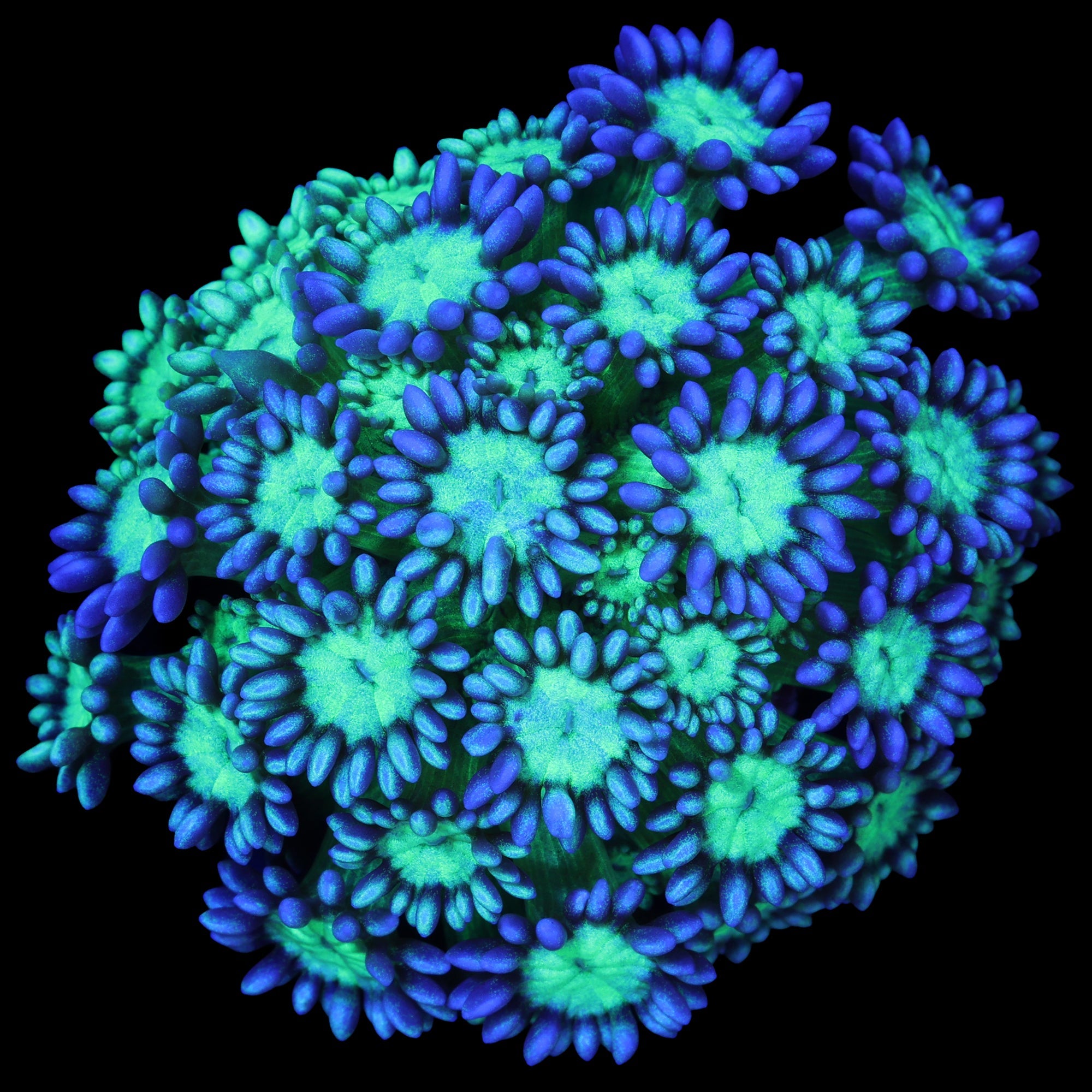 Joker Goniopora Coral