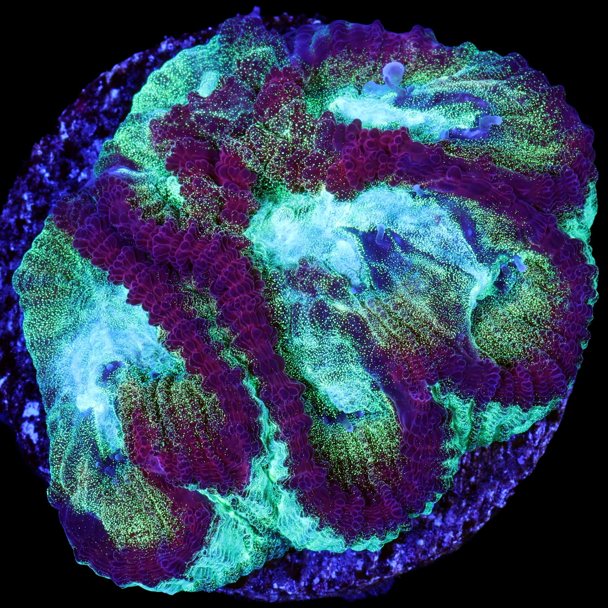 Ultimate Rainbow Favia Coral