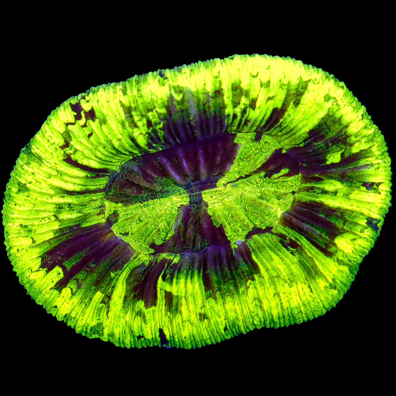 Toxic Trachyphyllia Coral