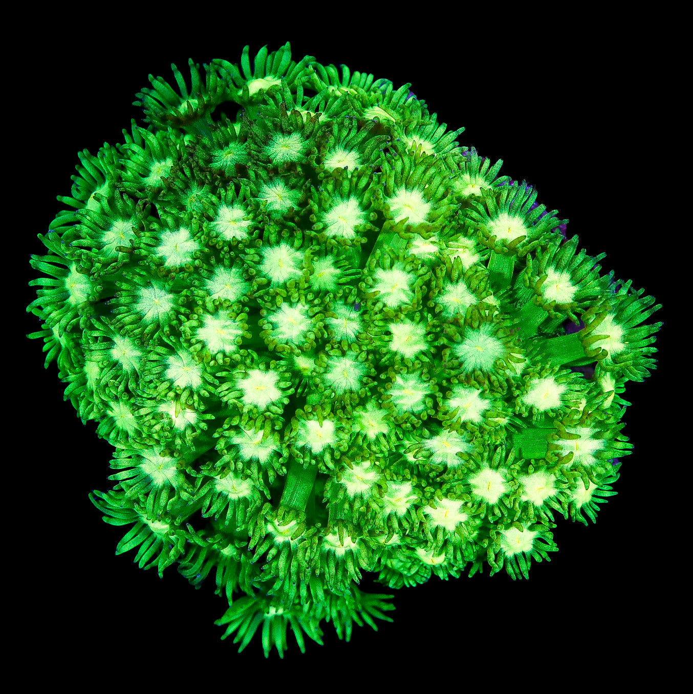 Toxic Aussie Goniopora Coral