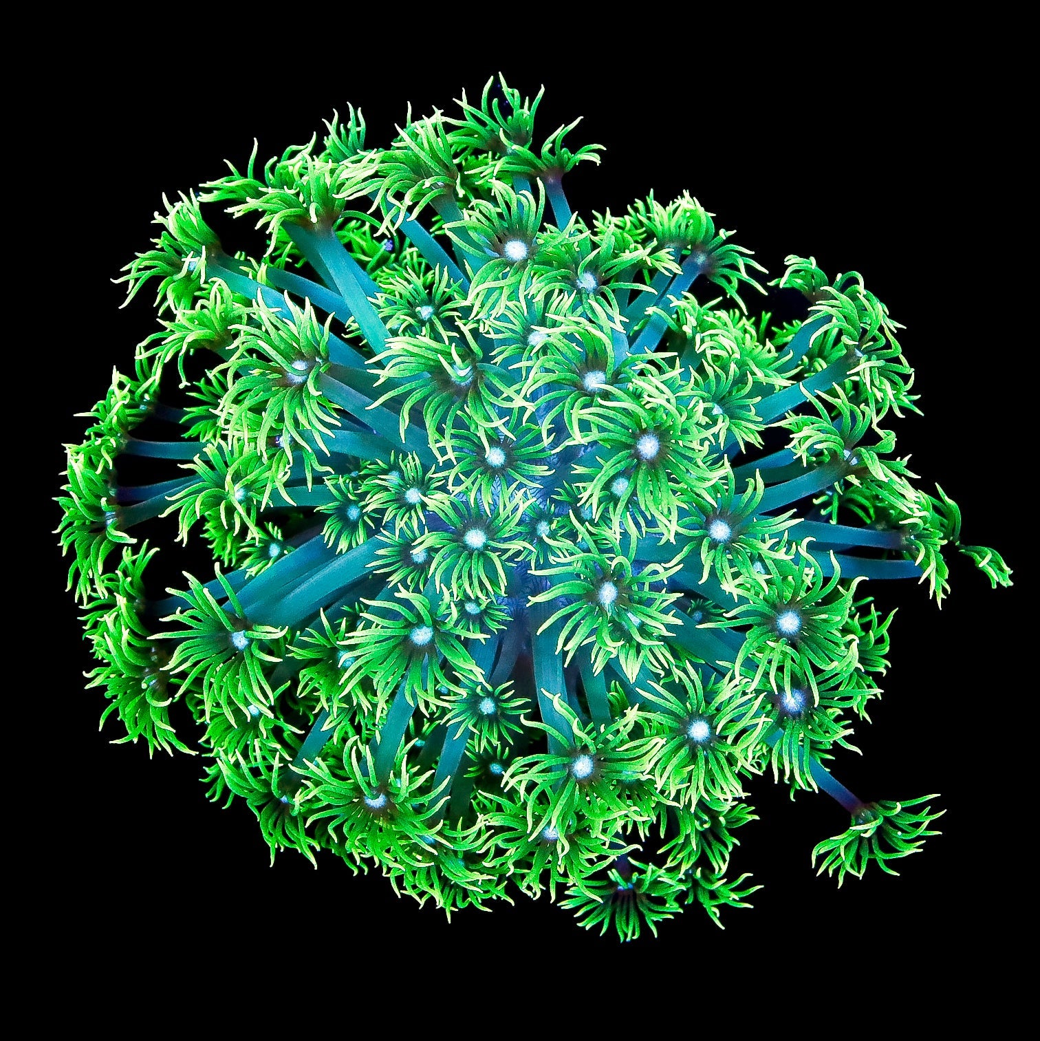 Toxic Aussie Goniopora Coral