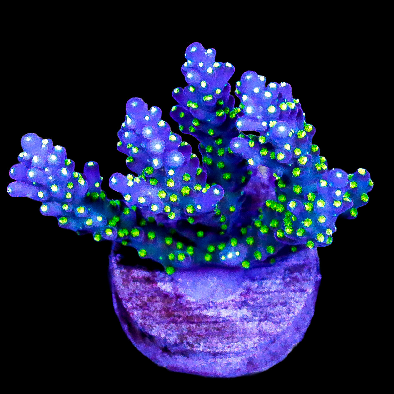 Tricolor Acropora Coral