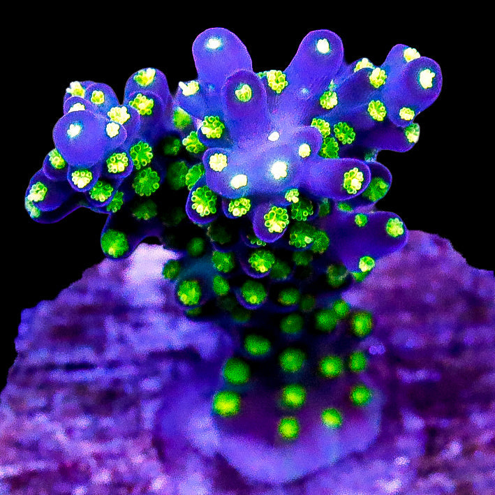 Tricolor Acropora Coral