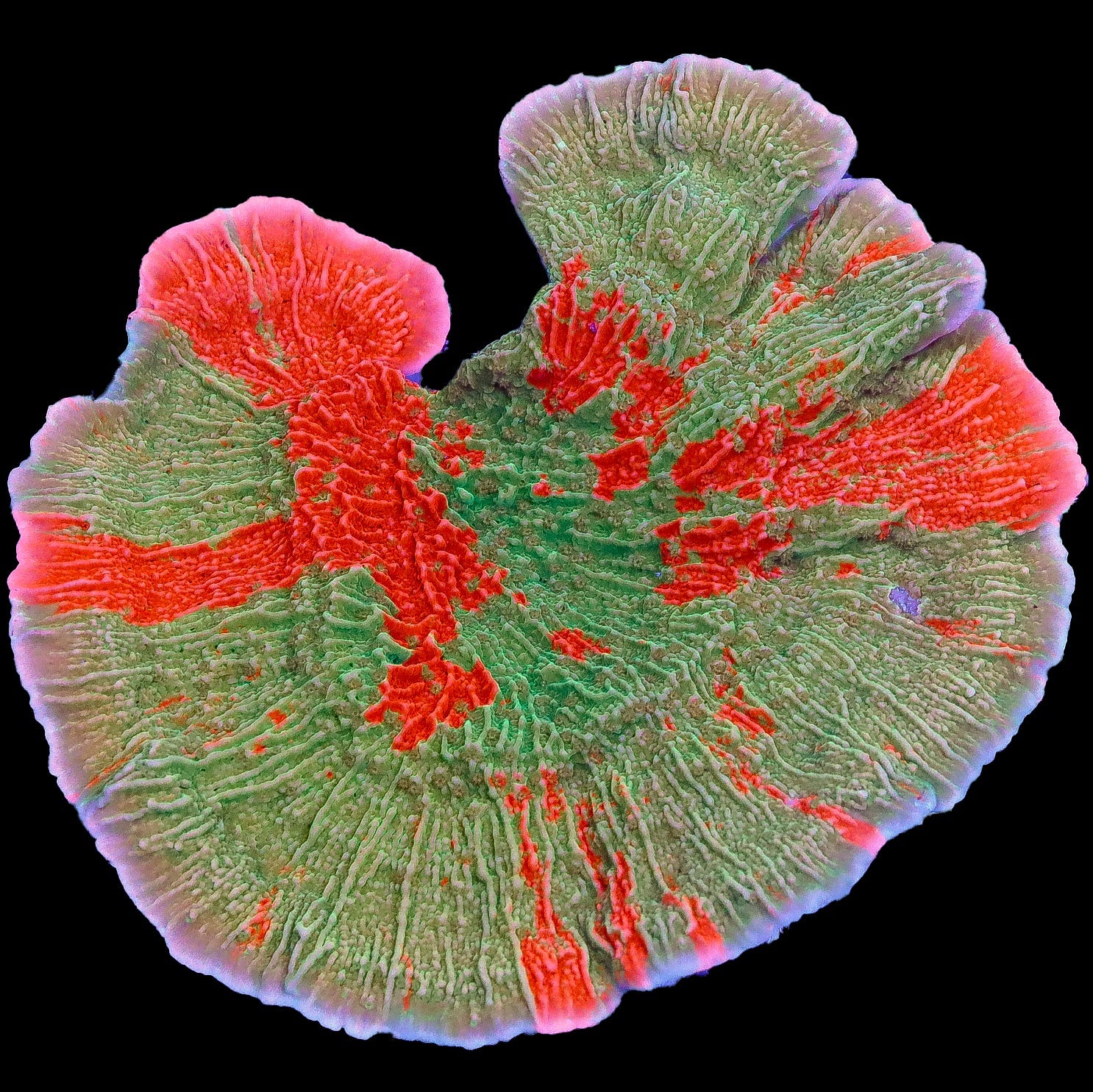 Grafted Montipora Capricornus Coral Colony
