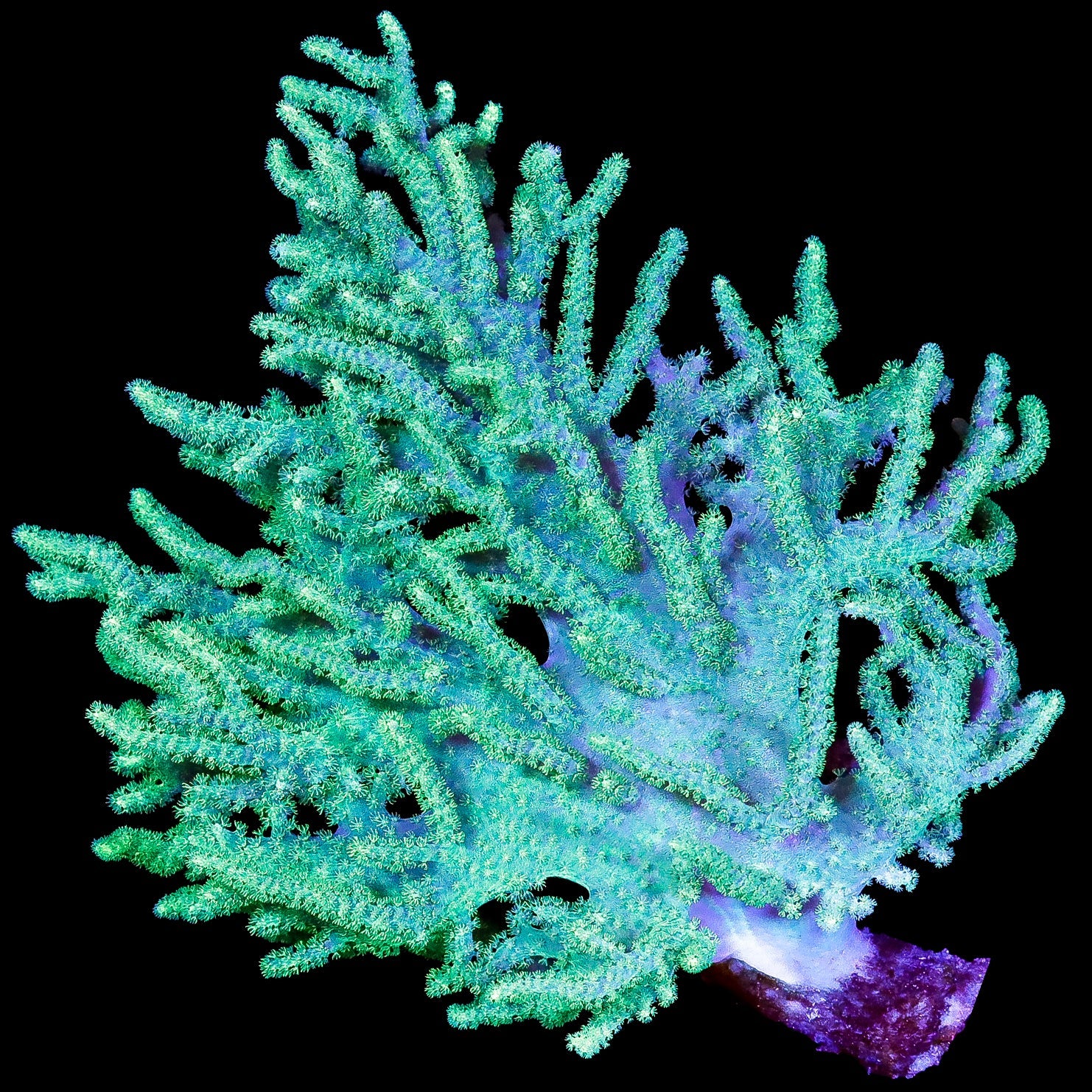 Green Aussie Sinularia Coral Colony