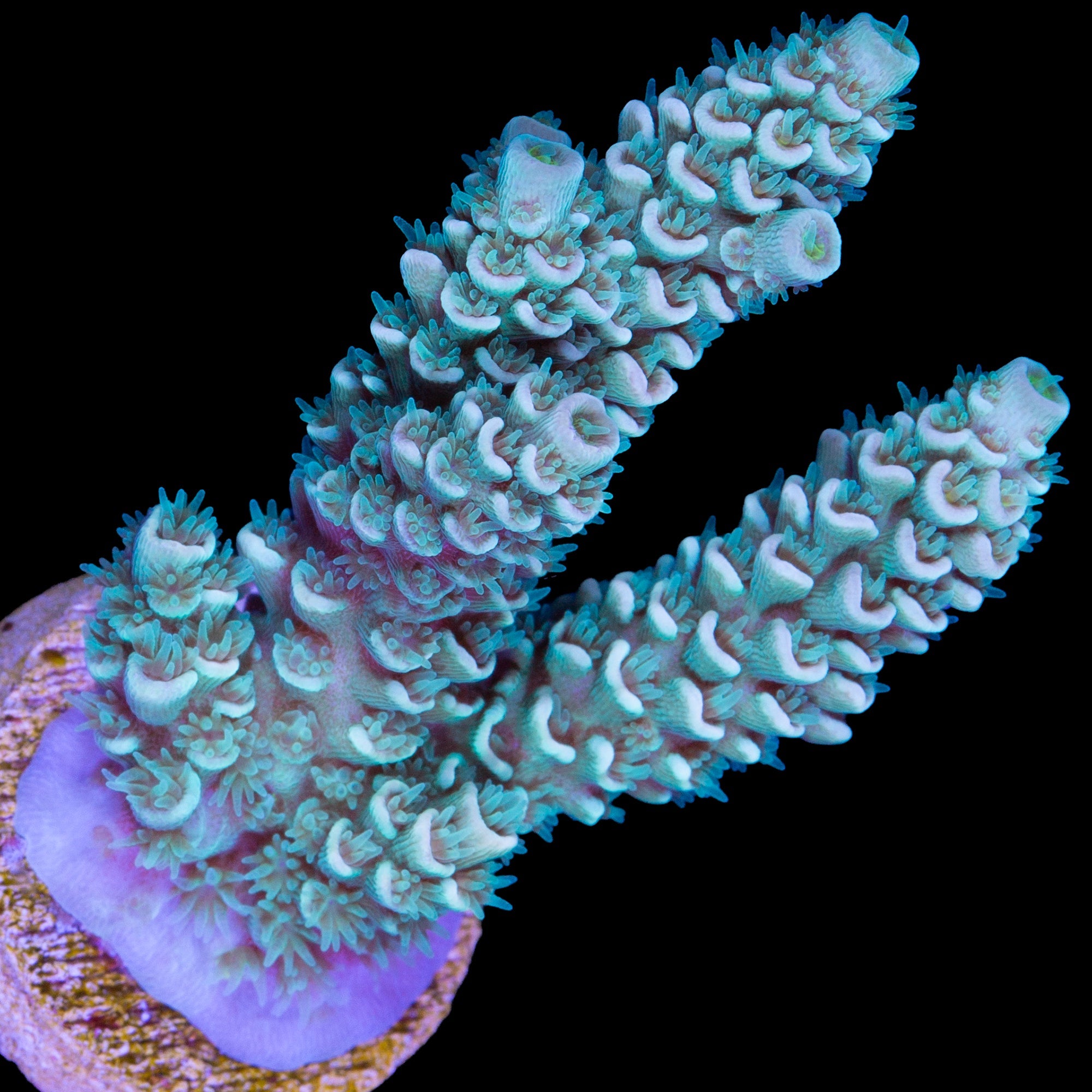 Super Fuzz Tenuis Acropora Coral