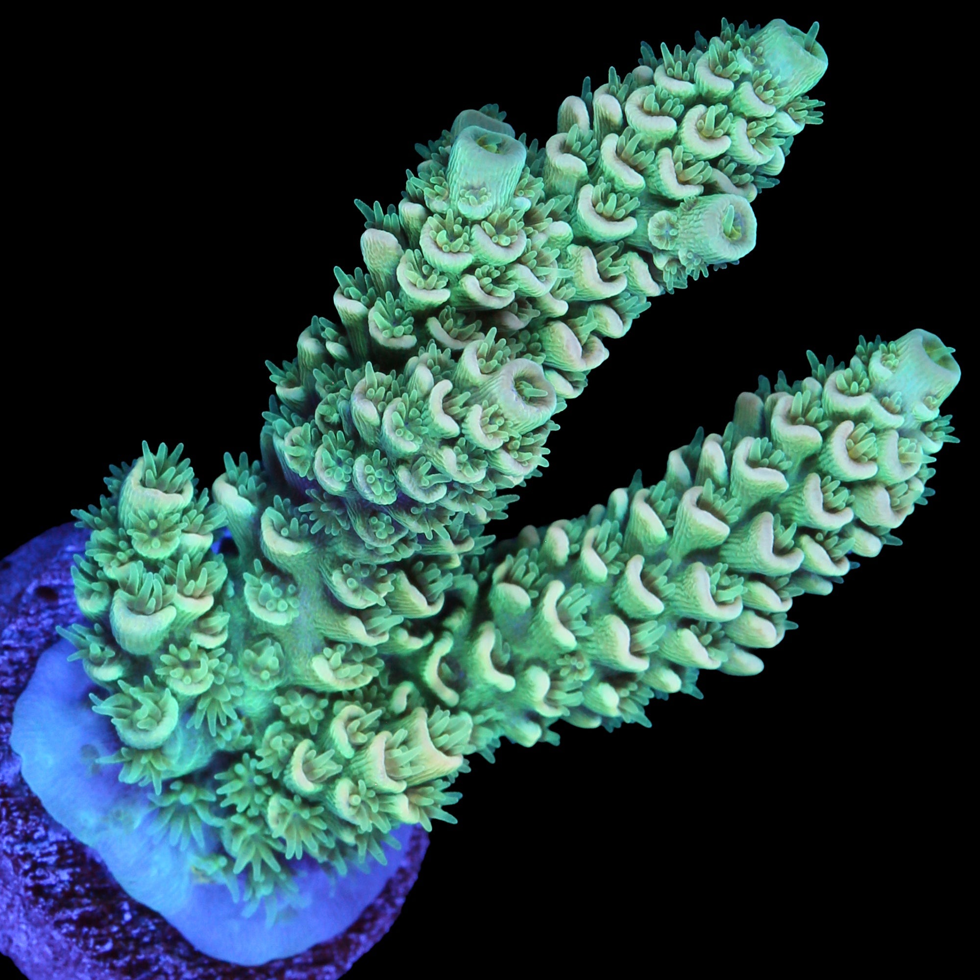 Super Fuzz Tenuis Acropora Coral