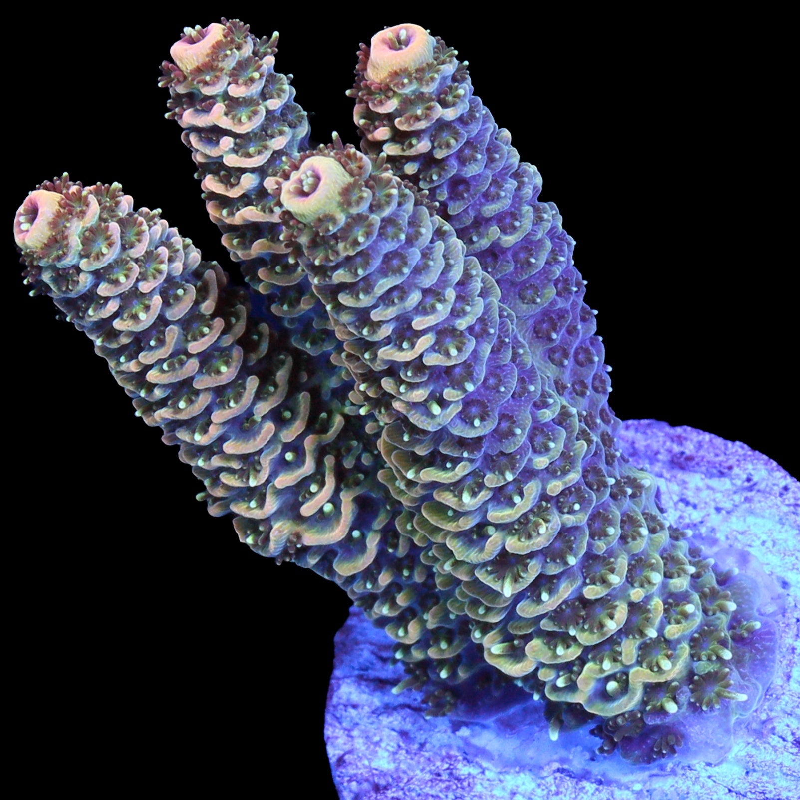 Sunrise Millepora Acropora Coral