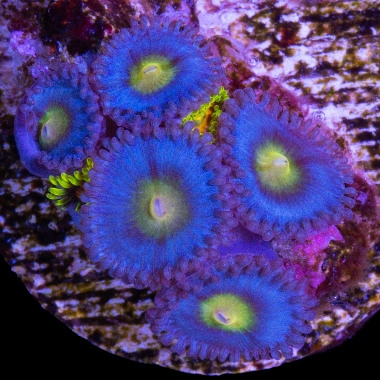 Vivid's AOI Zoanthids