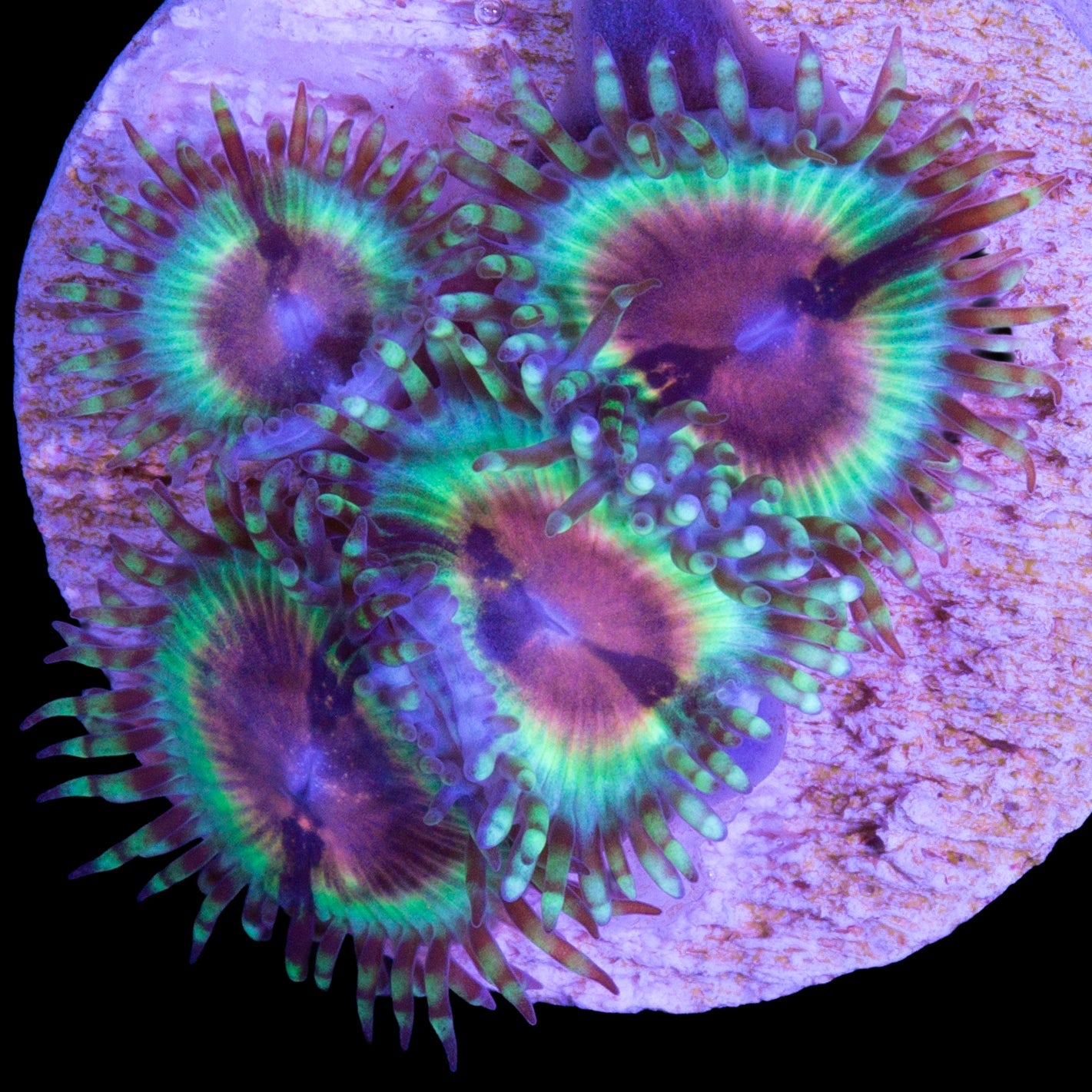 Vivid's Bloodshot Zoanthids