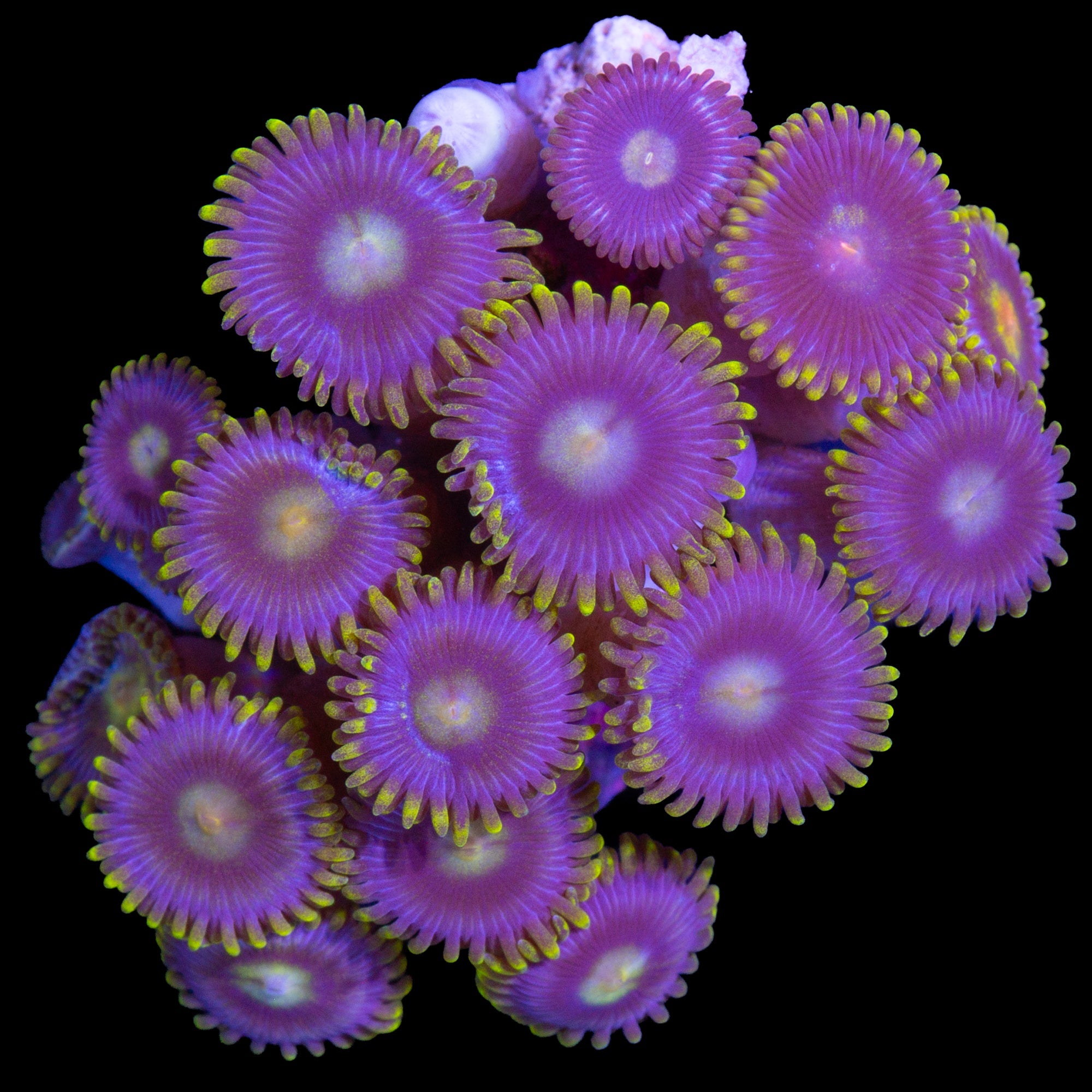 Vivid's Blue Bird Zoanthids