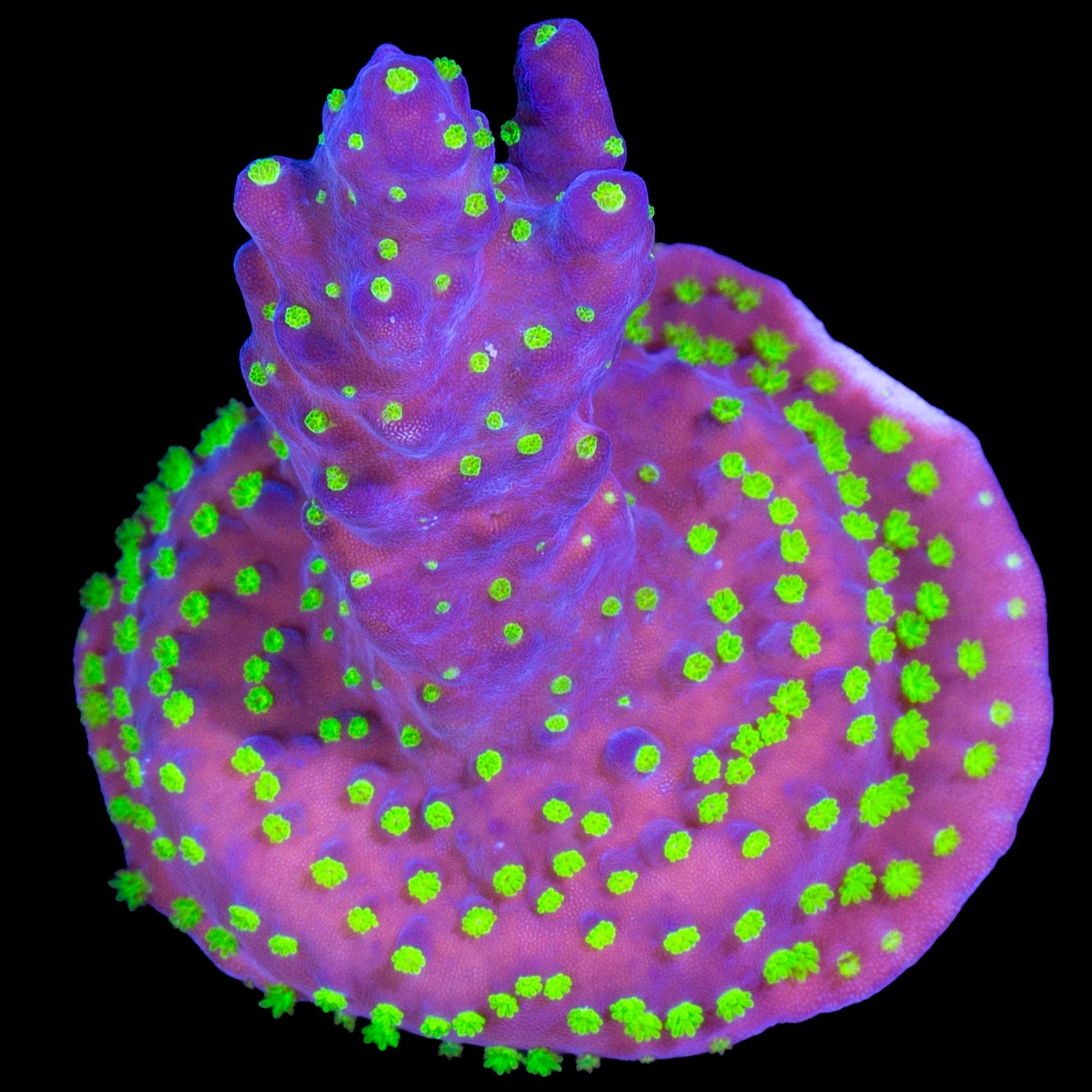 Vivid Tricolor Acropora Coral