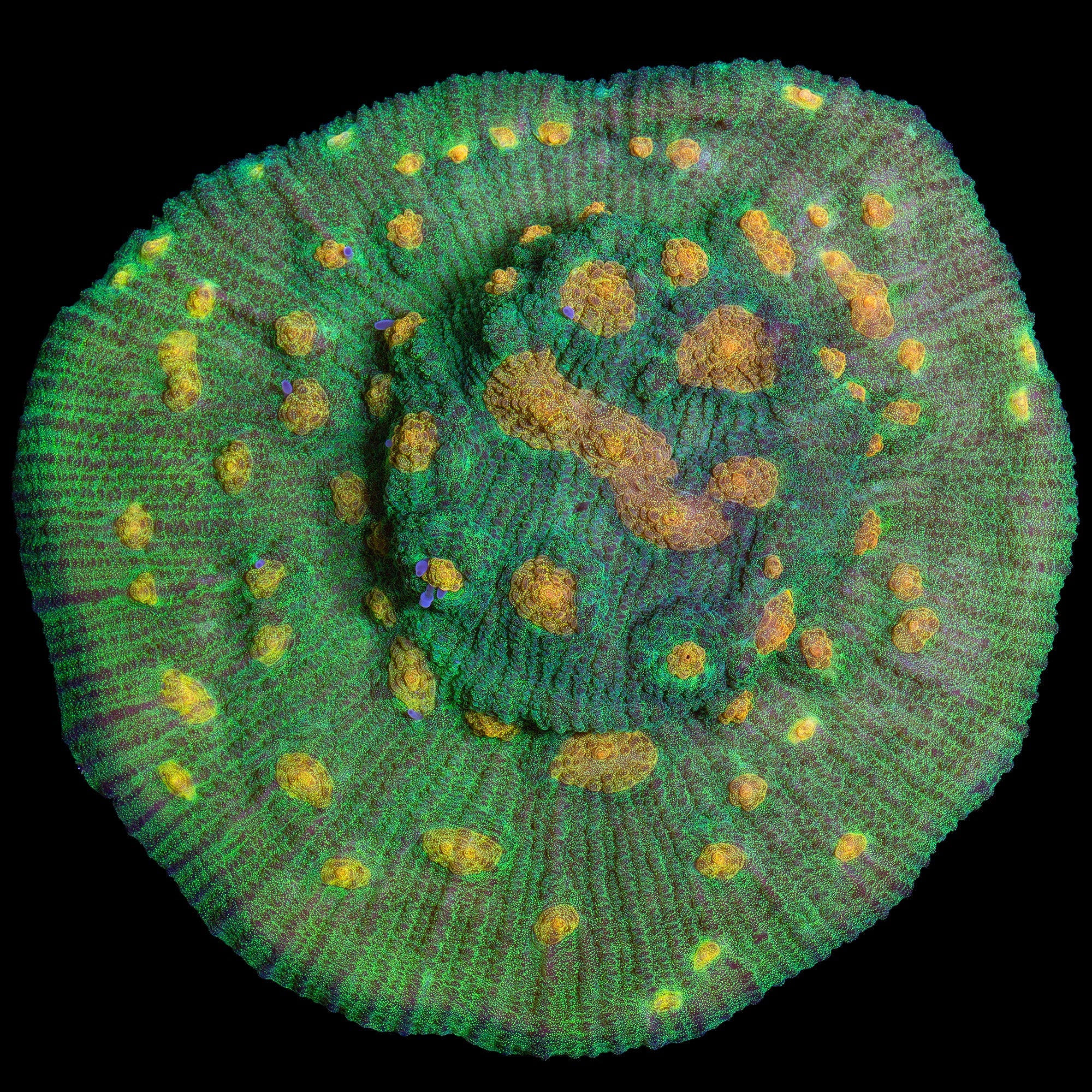 Space Invader Mycedium Coral - Mini Colony