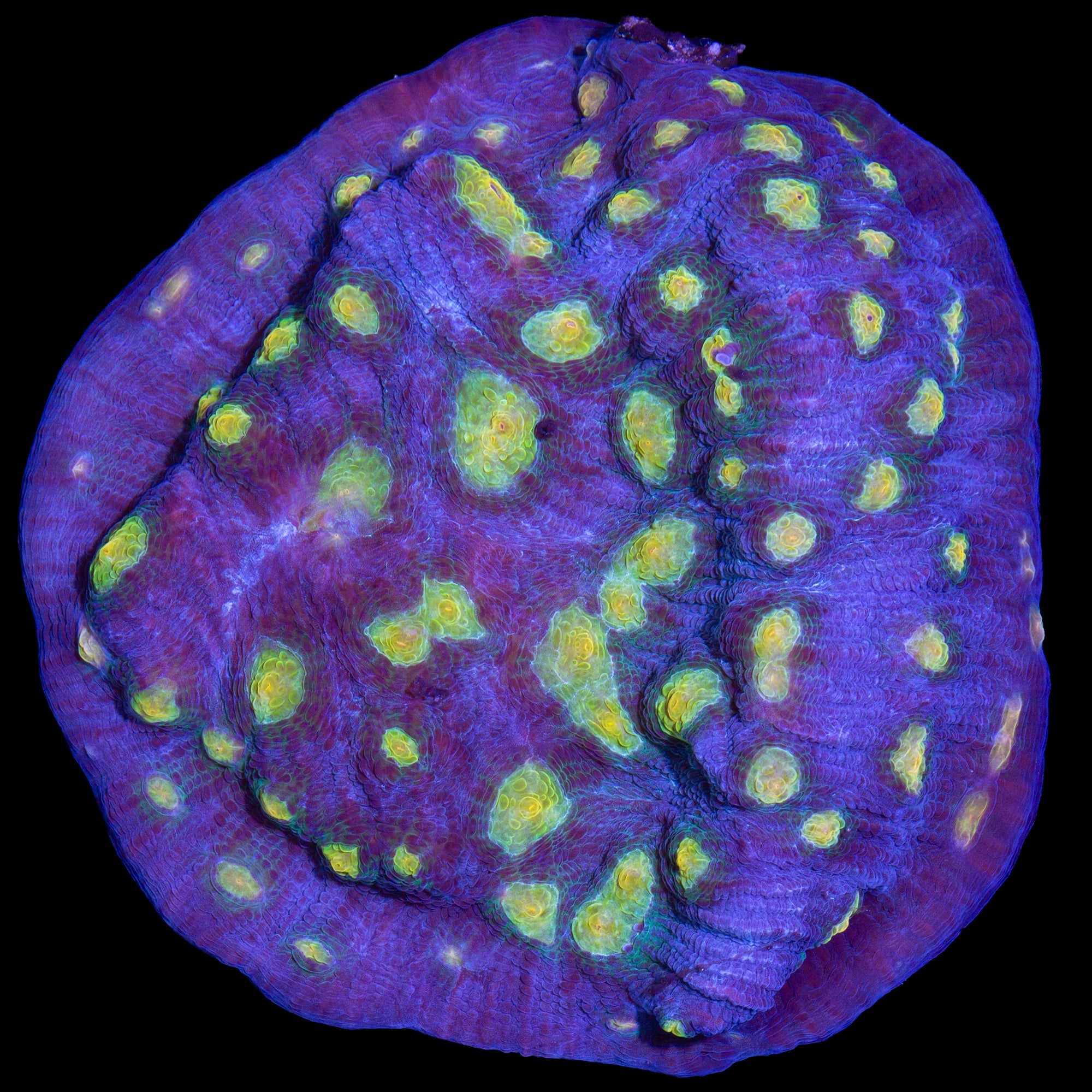 Solar Flare Mycedium Coral Colony