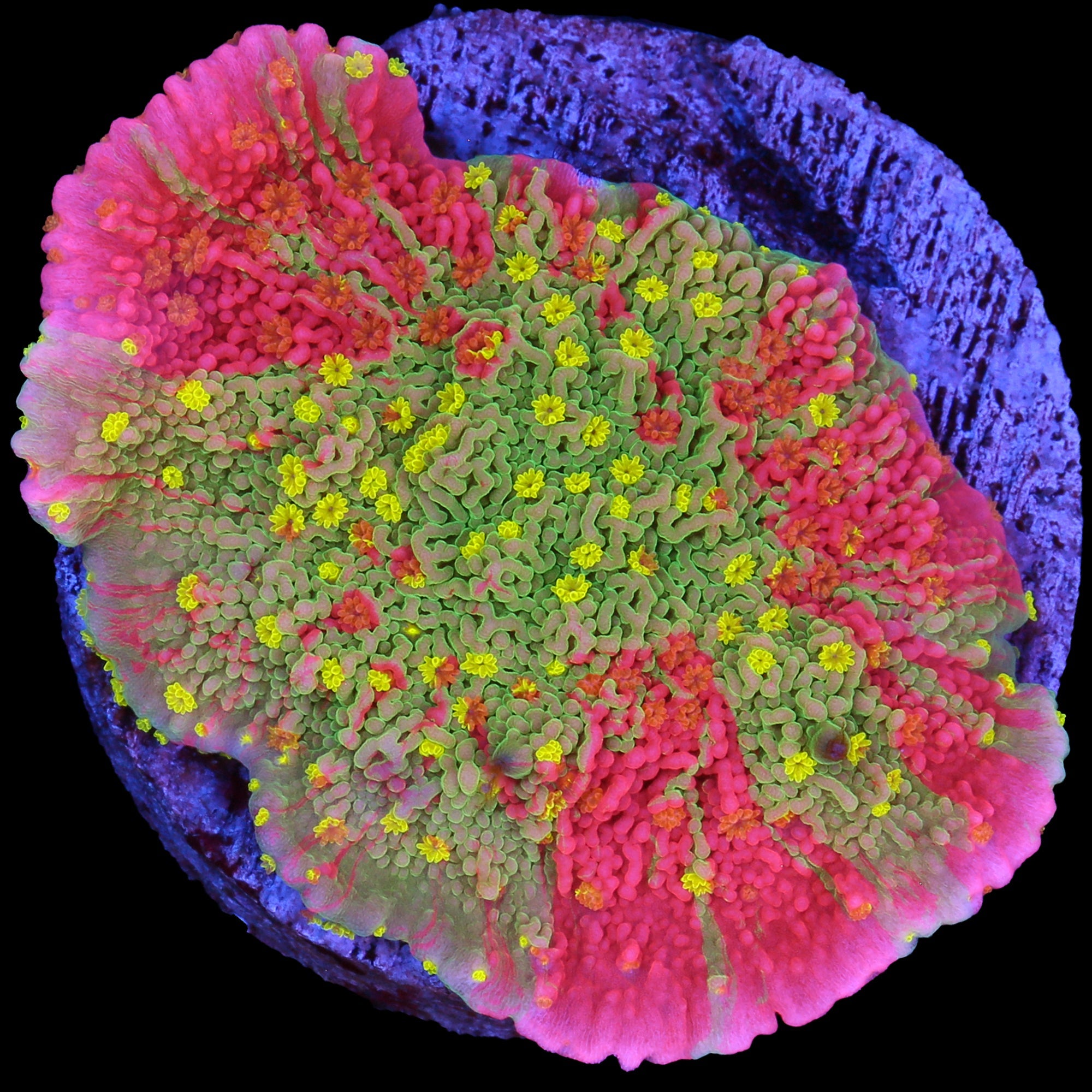 Starburst Grafted Montipora Capricornus Coral