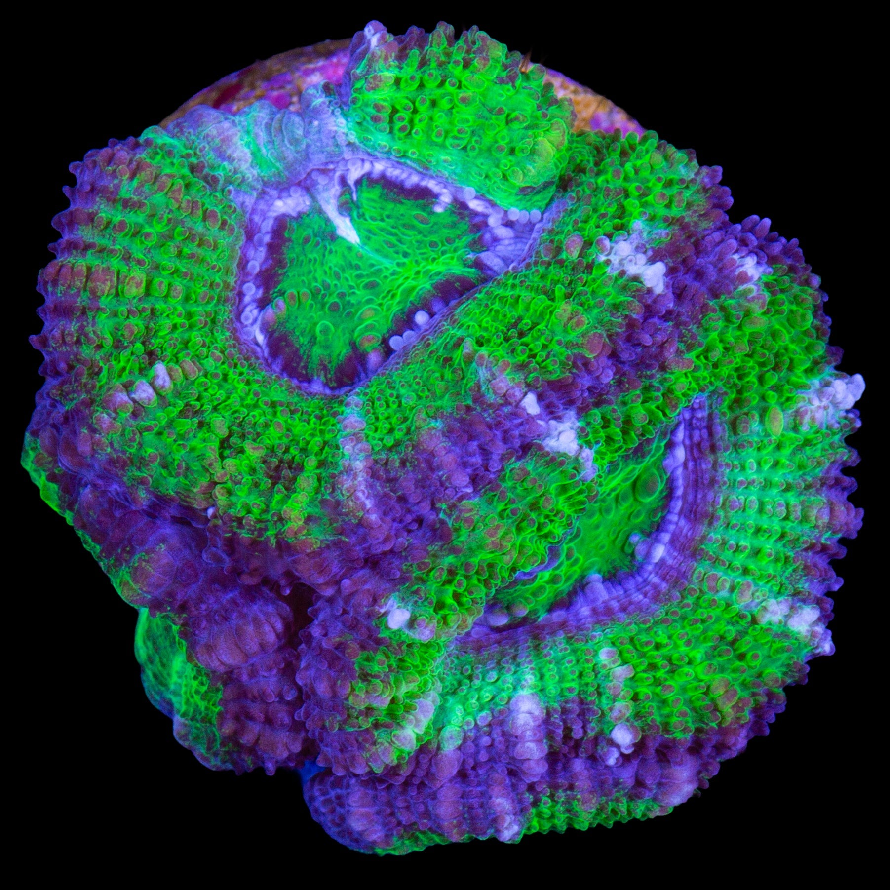 Toxic Hulk Acan Coral