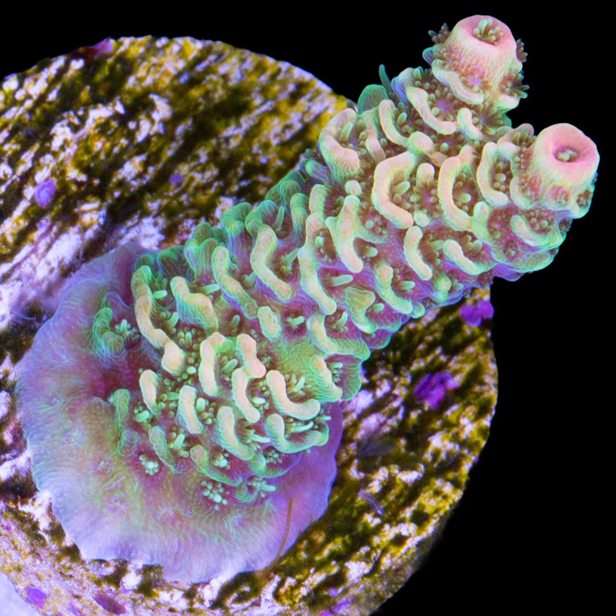 Tangerine Millepora Acropora Coral