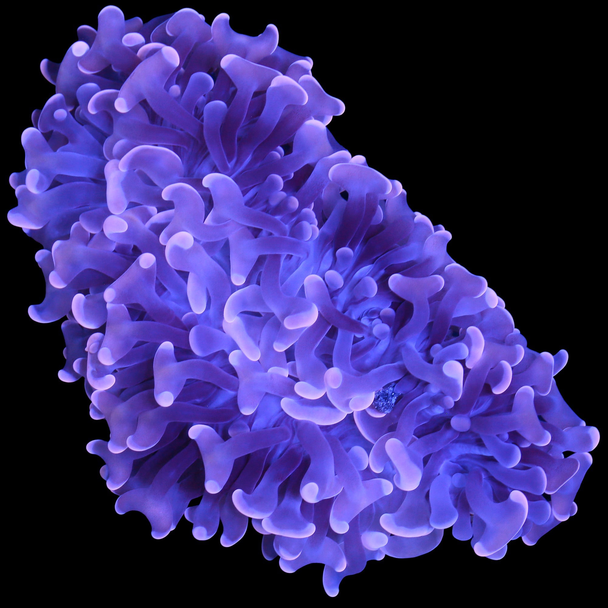 Pink Wall Hammer Coral