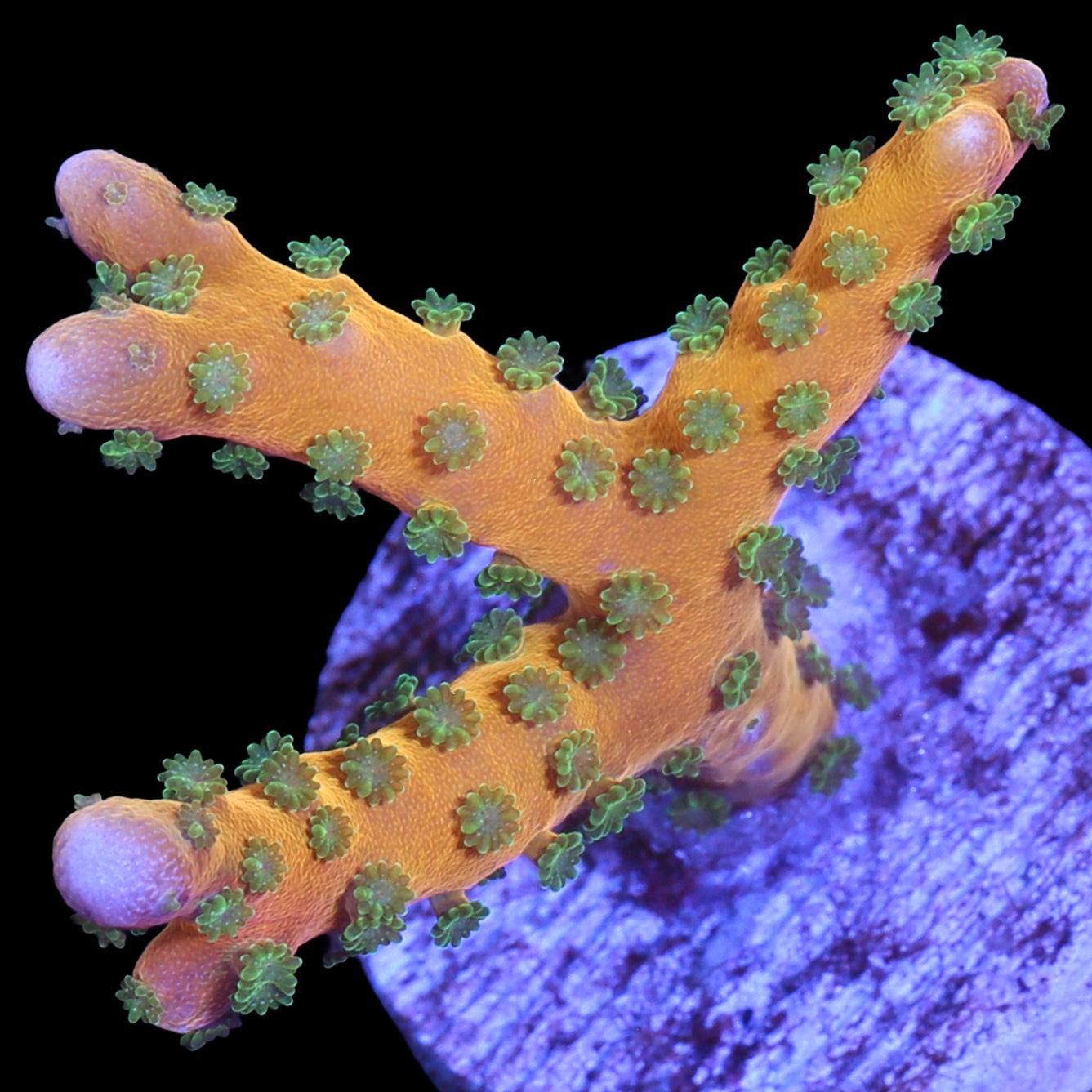 Tropicana Anacropora Coral