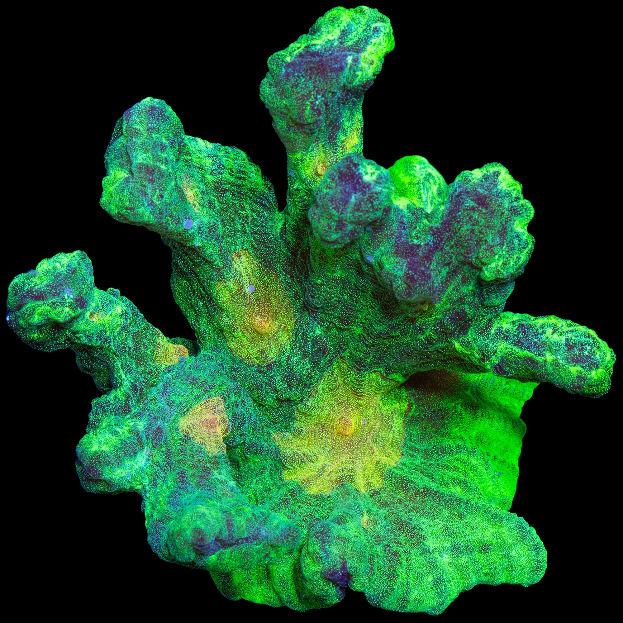 Space Invader Pectinia Coeral - Mini Colony