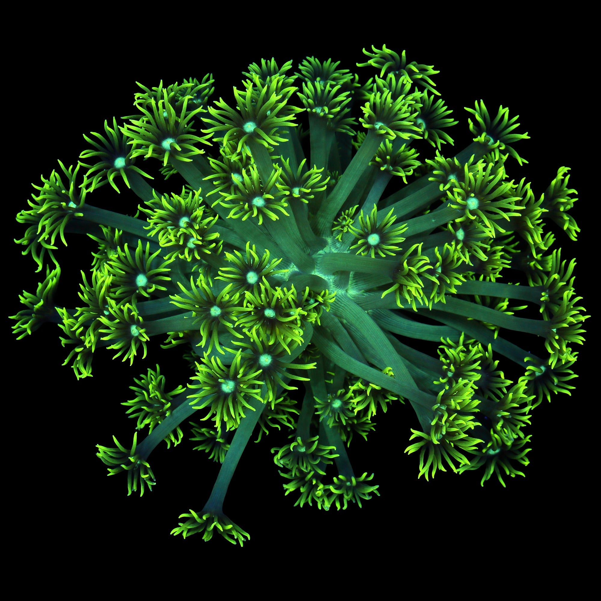 Nuclear Green Aussie Goniopora Colony