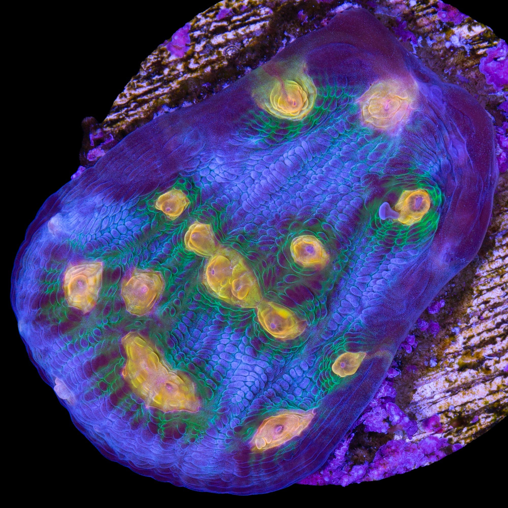 Solar Flare Mycedium Coral