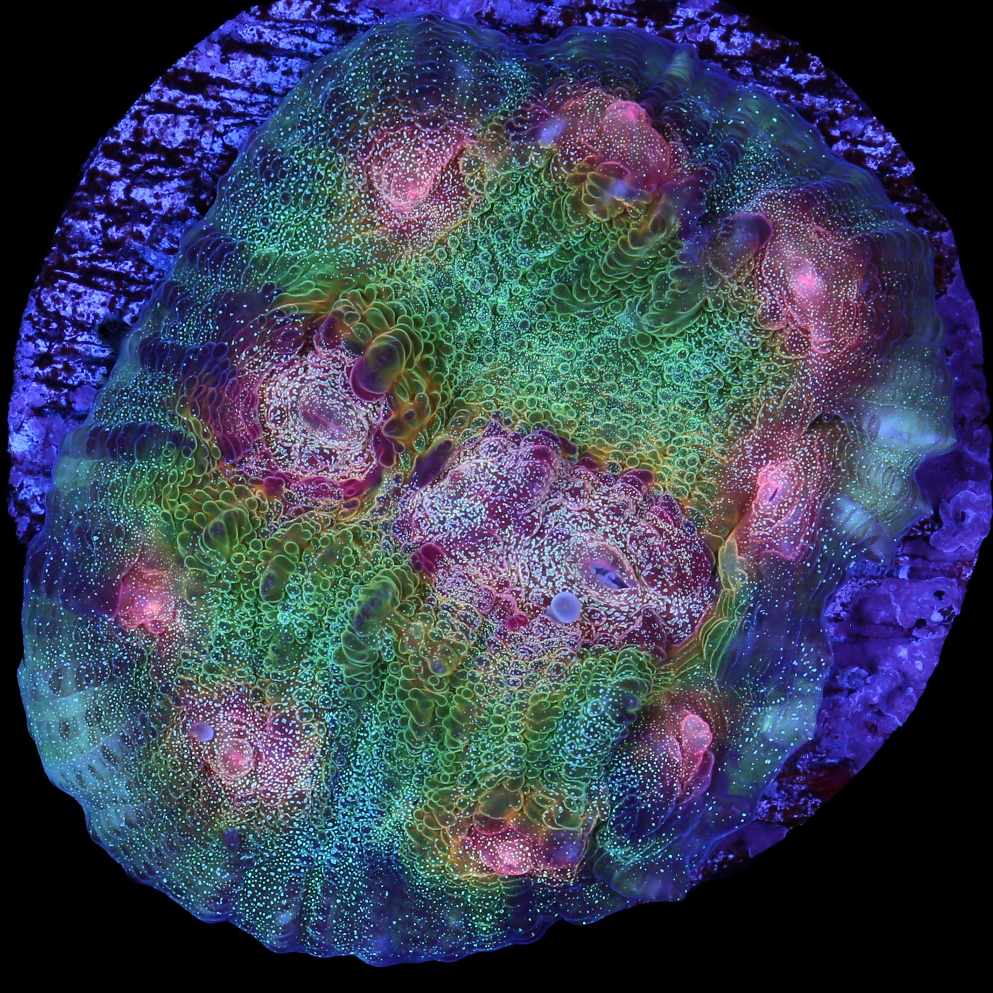Mindbender Mycedium Coral