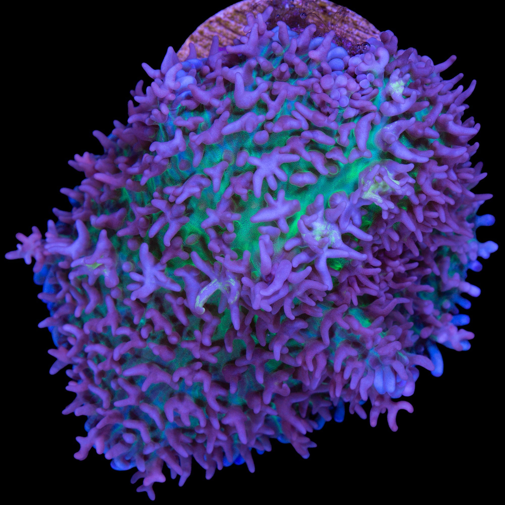 Ultra Carpet Mushroom