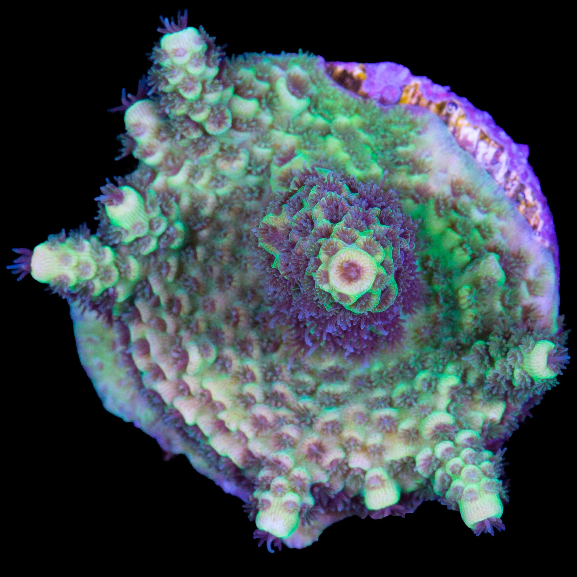 Sunshine Millepora Acropora Coral