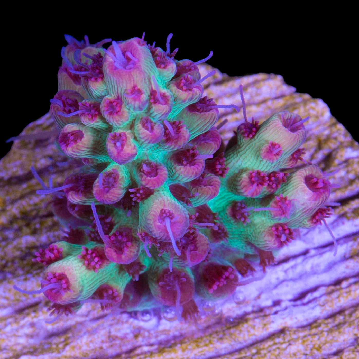 Strawberry Shortcake Acropora Coral