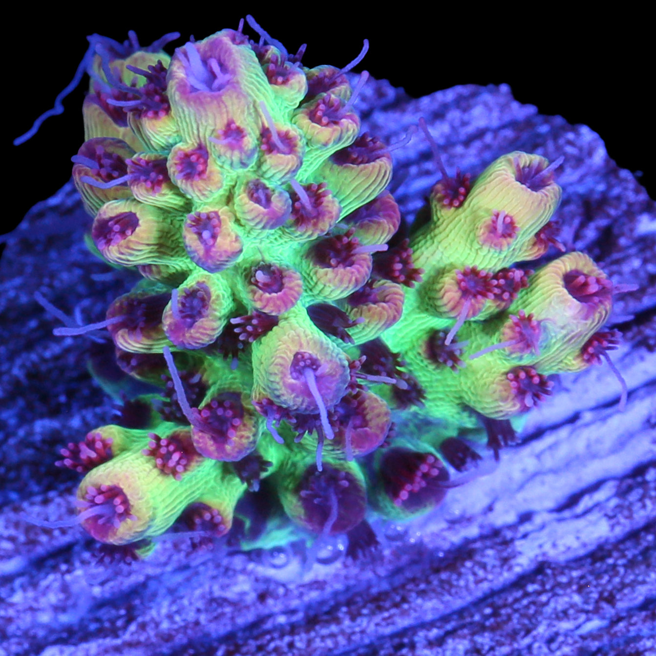 Strawberry Shortcake Acropora Coral