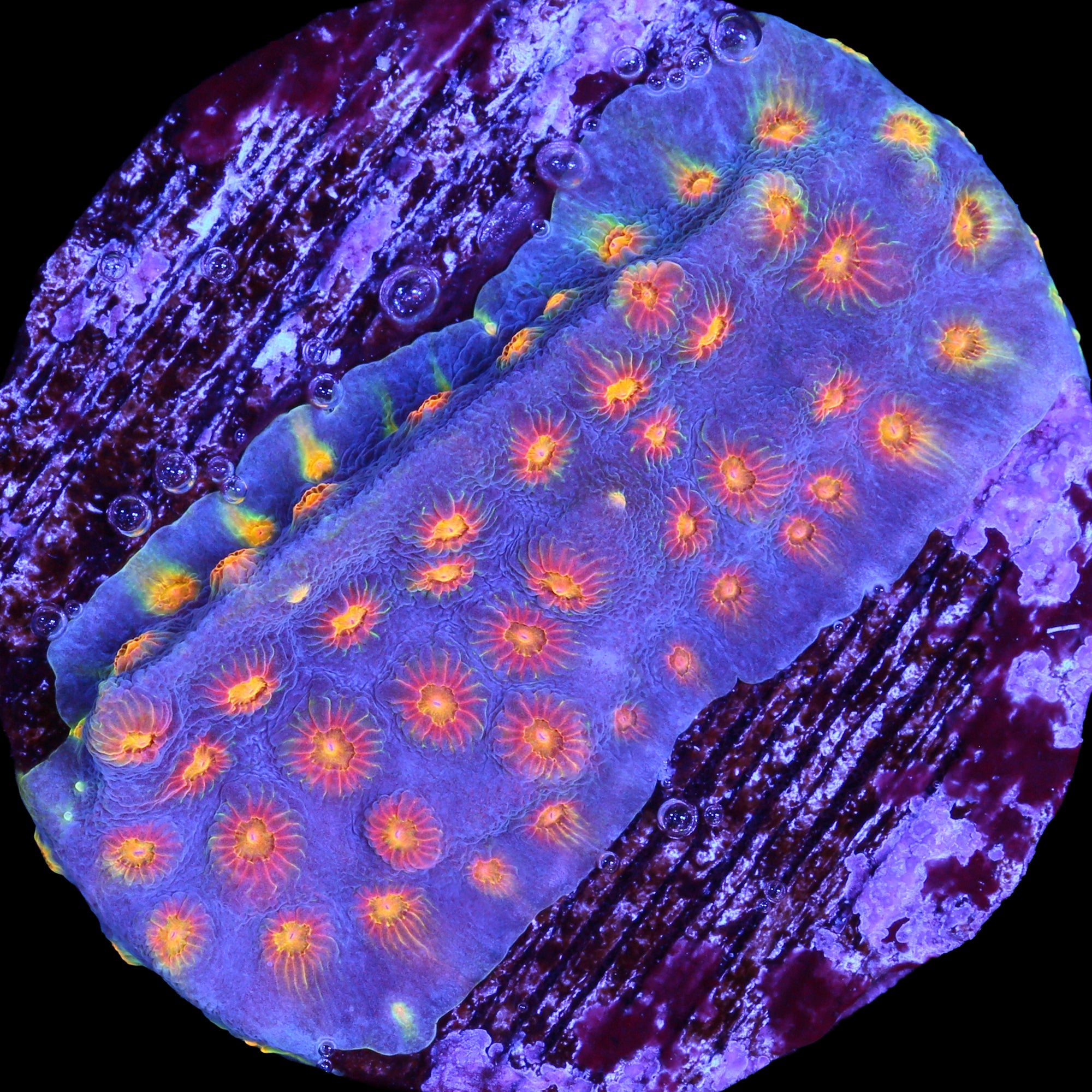 Rainbow Cyphastrea Coral