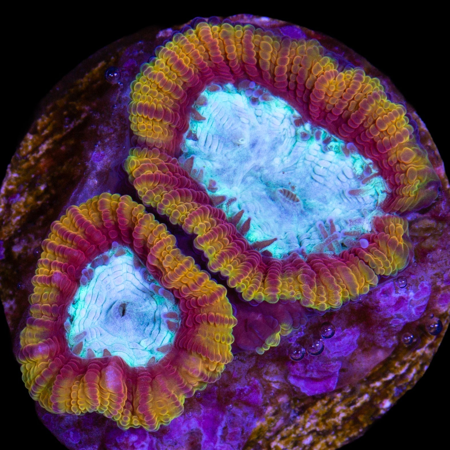 Supergirl Favia - 1st Release