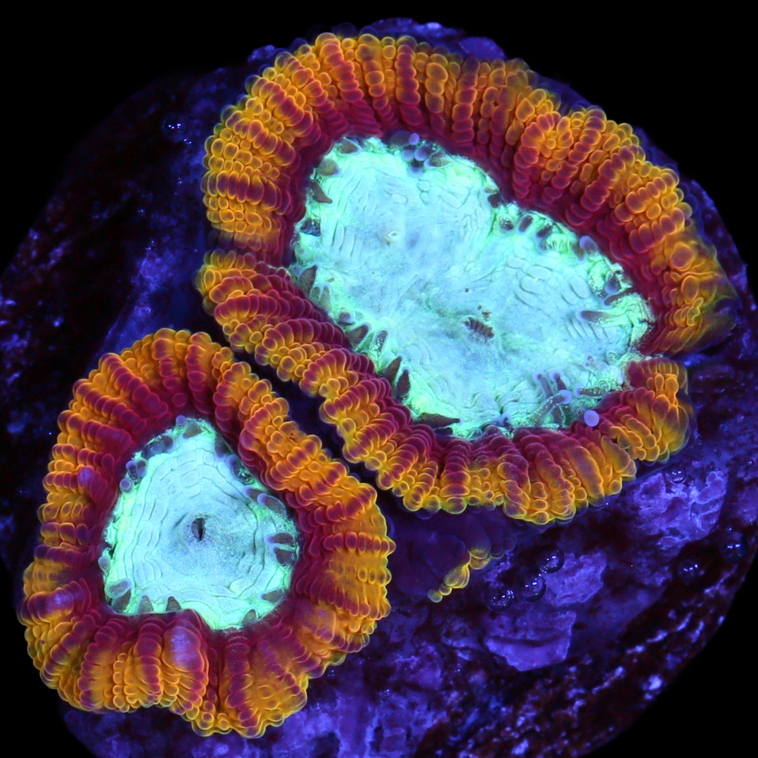 Supergirl Favia - 1st Release