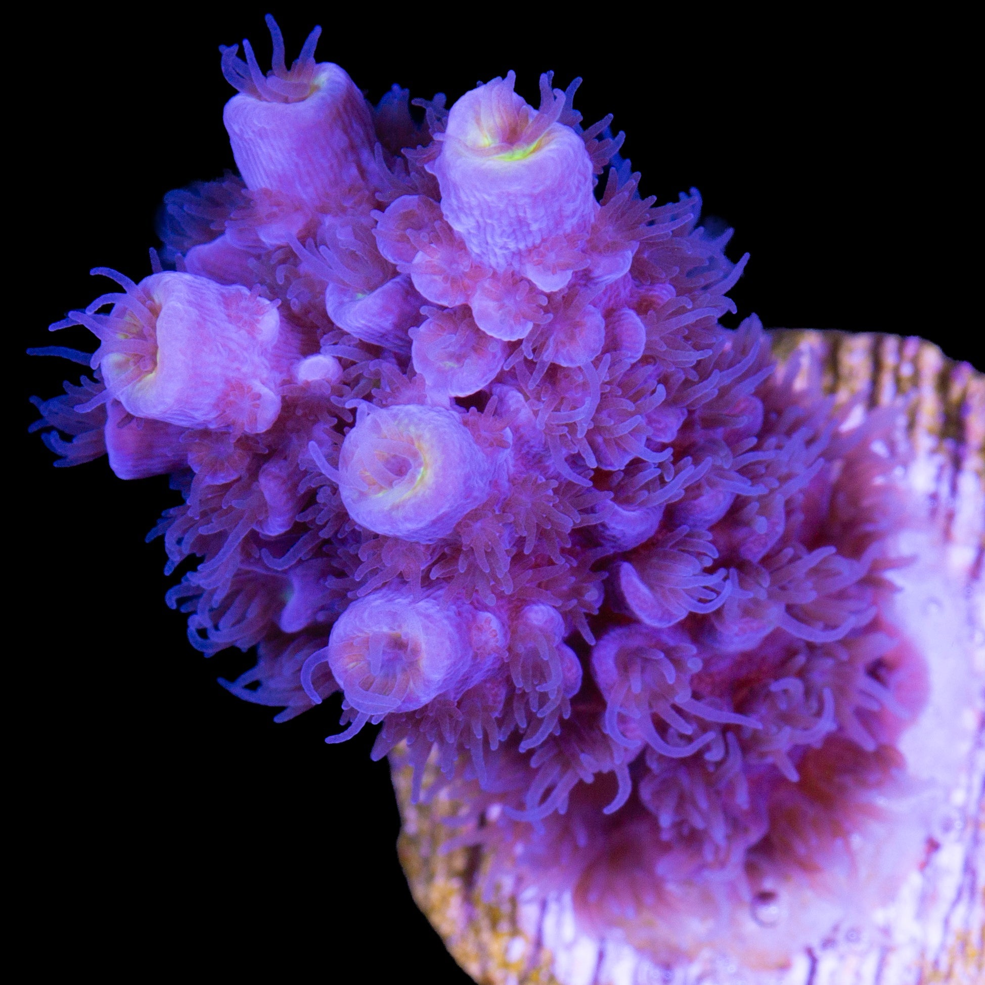 Super Fuzz Tenuis Acropora Coral