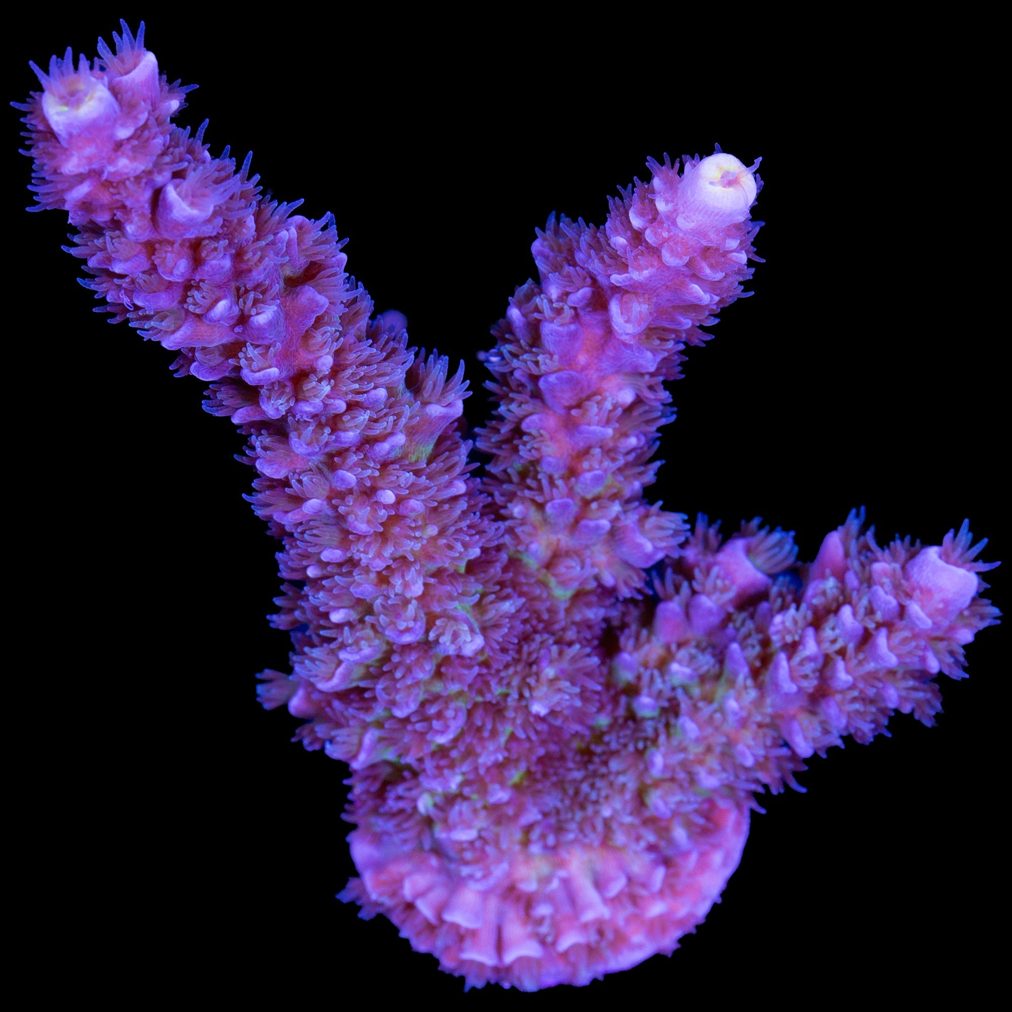Super Fuzz Tenuis Acropora Coral