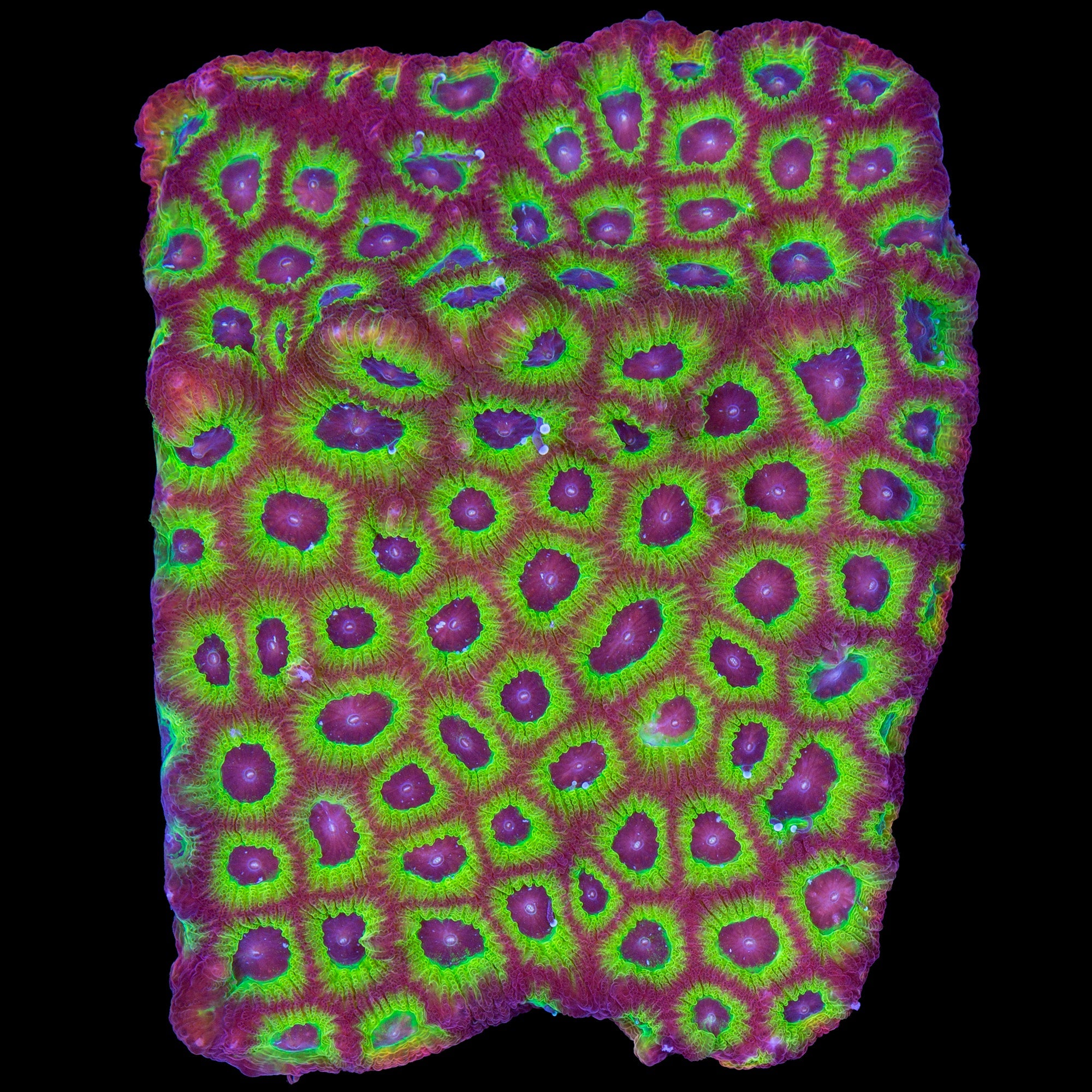 Sector 001 Favia Coral - Lg Frag