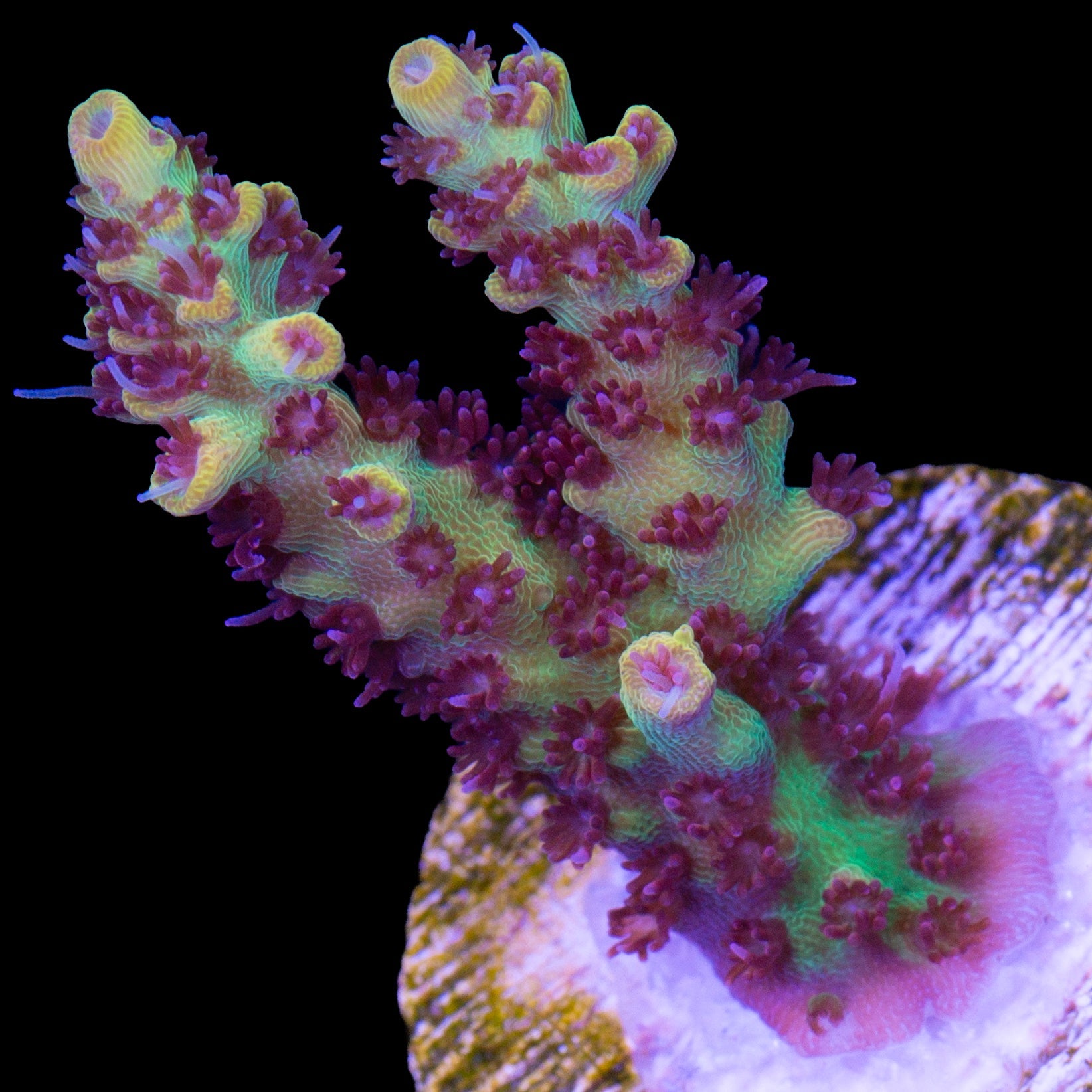 Tyree Pink Lemonade Acropora Coral
