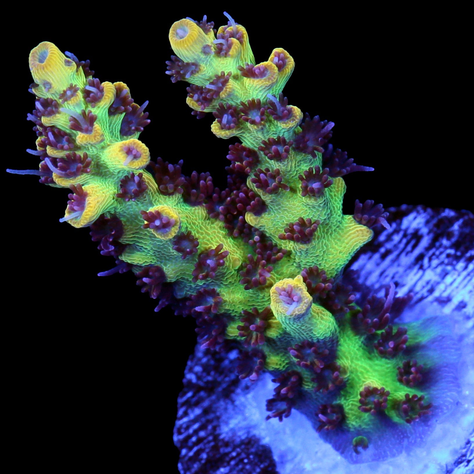 Tyree Pink Lemonade Acropora Coral