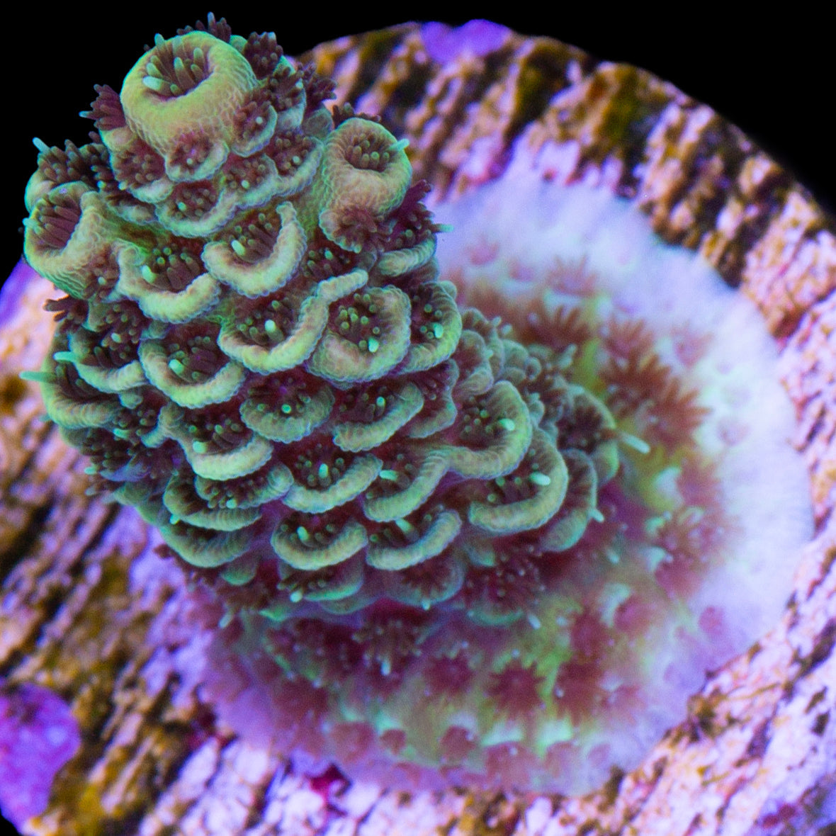 Sunshine Millepora Acropora Coral