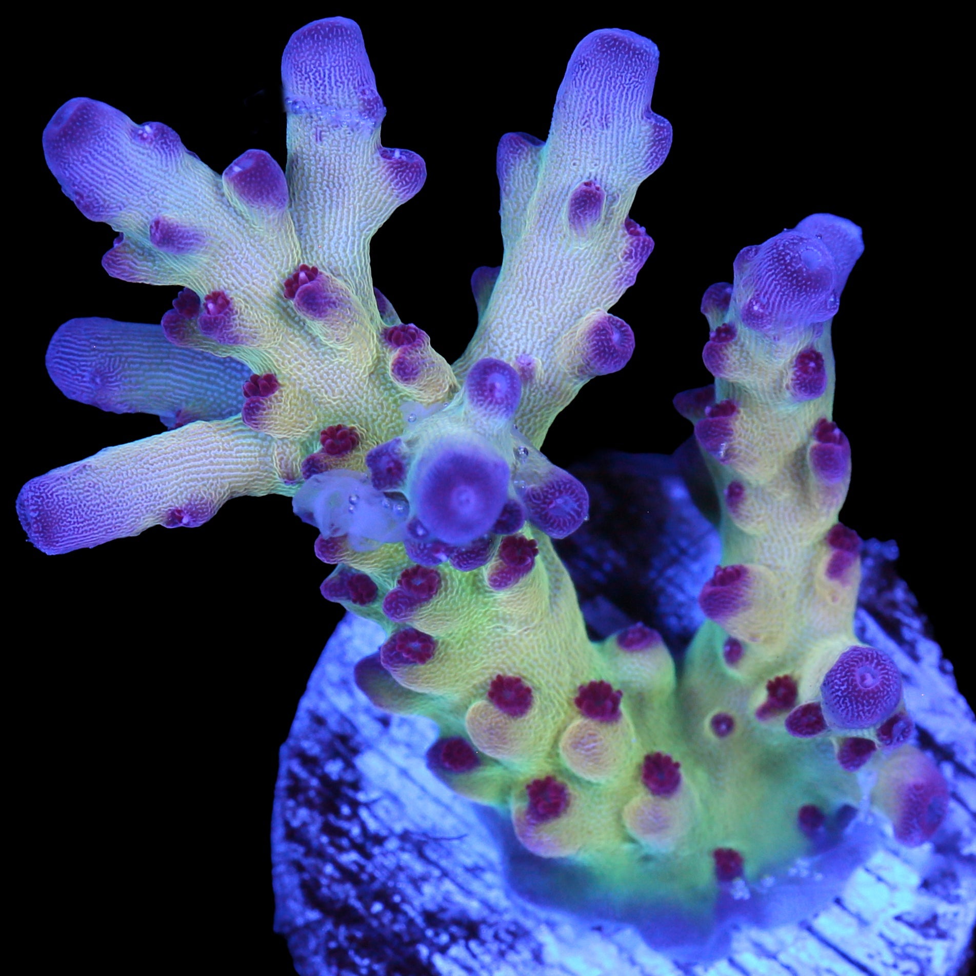 RRC OG Avenger Acropora Coral
