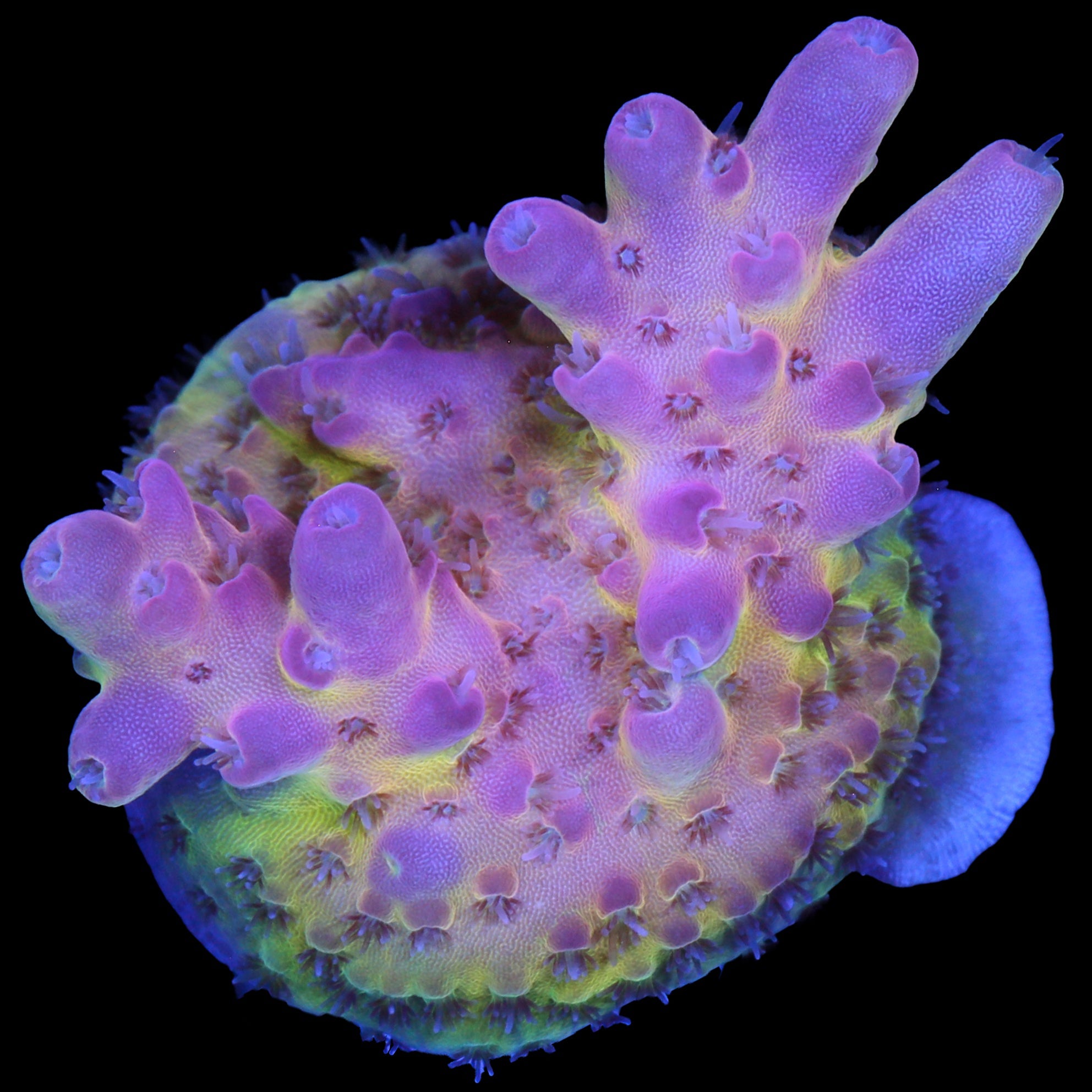 Tierra Del Fuego Acropora Coral