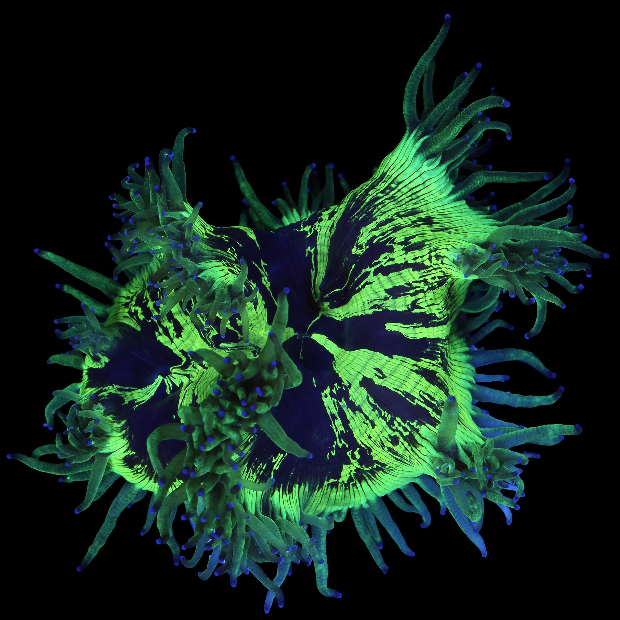 Purple Tip Aussie Elegance Coral