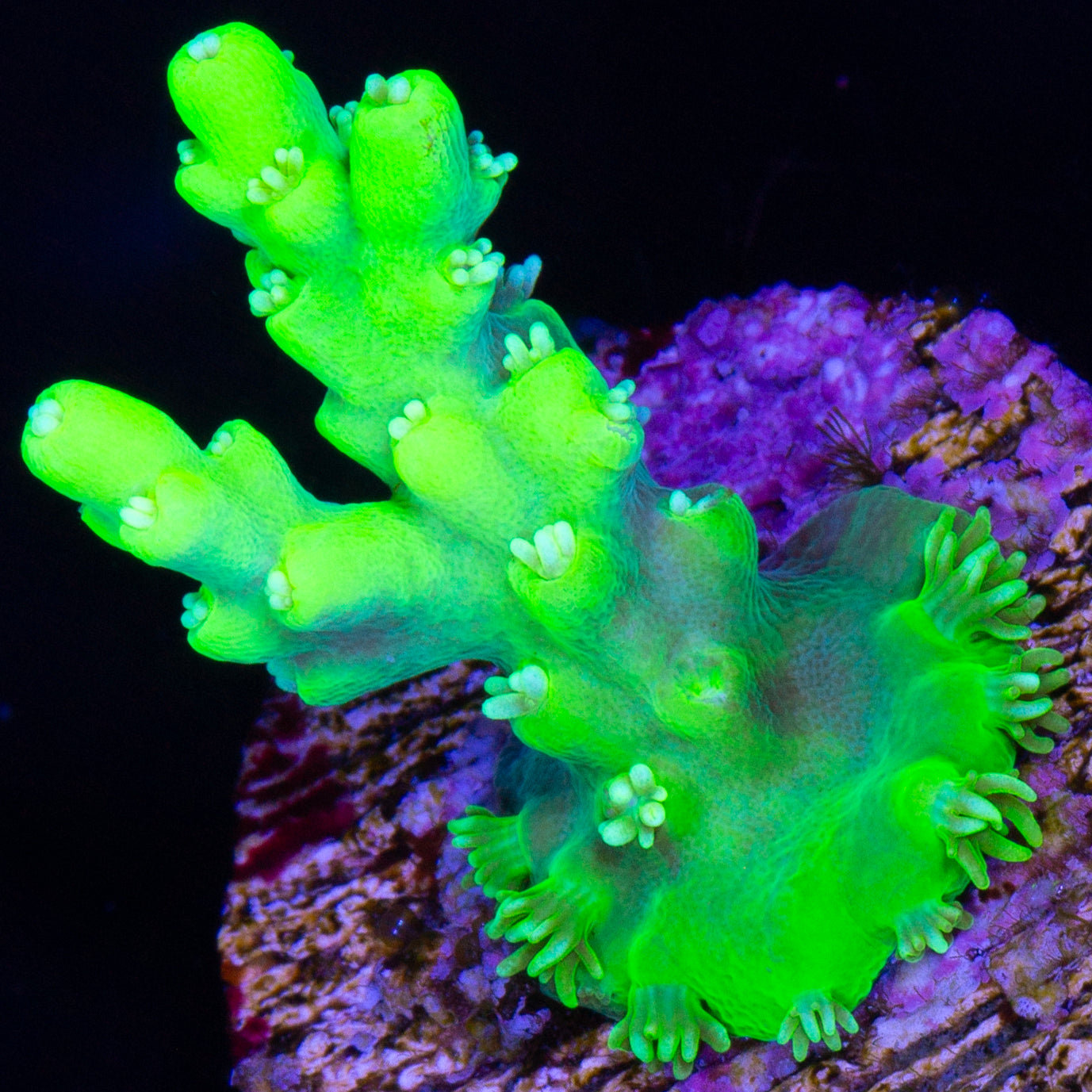 Toxic Table Acropora Coral