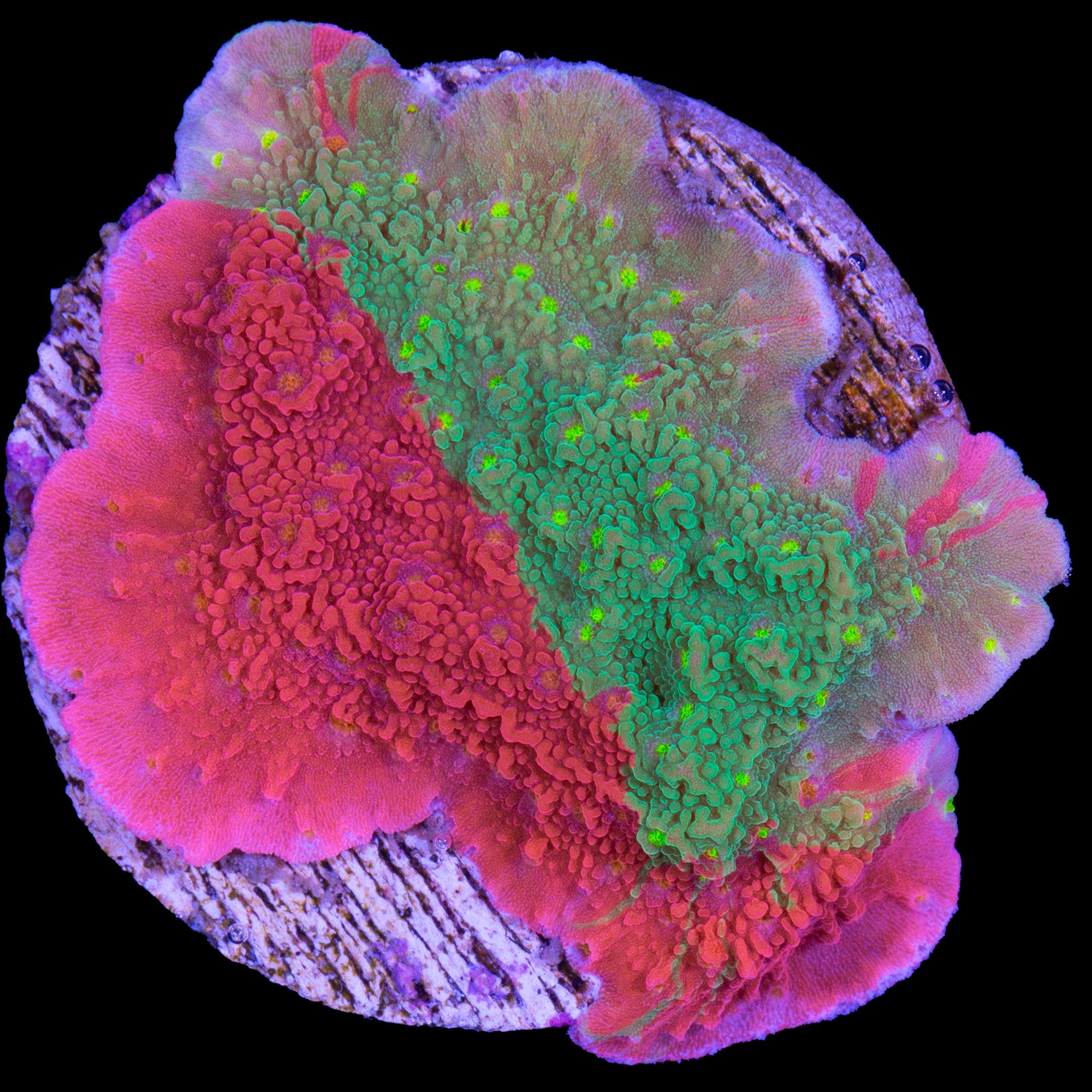 Starburst Grafted Montipora Capricornus Coral